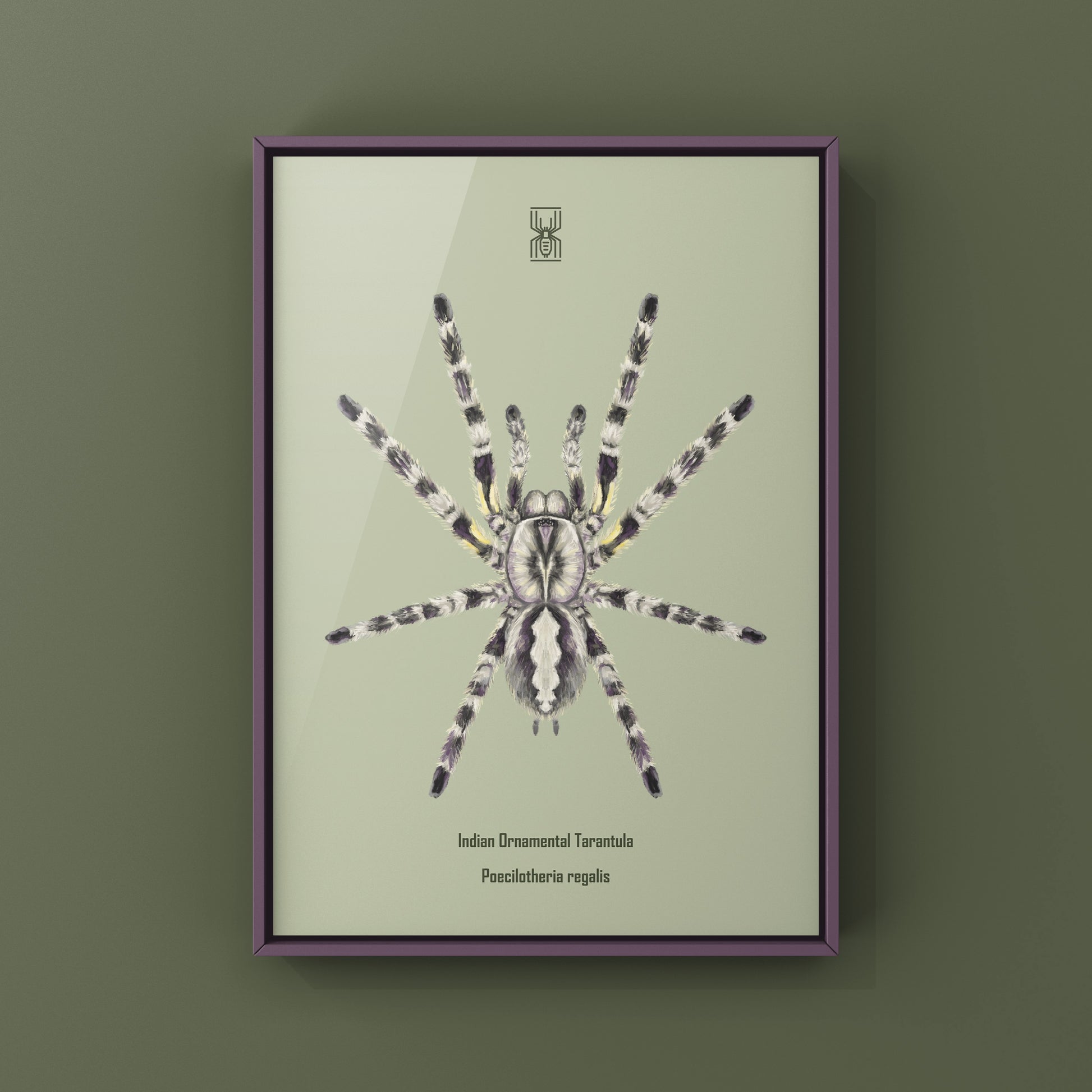 Indian Ornamental Tarantula, Poecilotheria Regalis, Photographic Art Print from The Silk Ranch