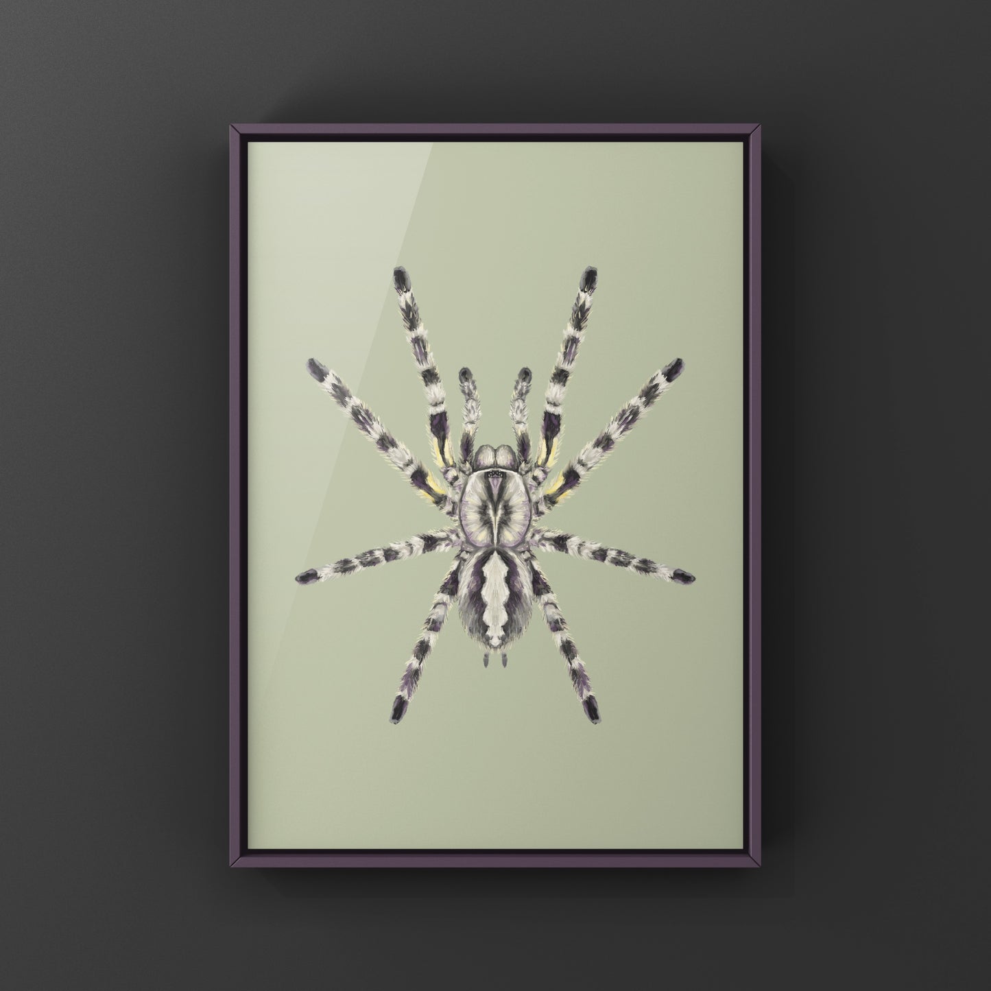 Indian Ornamental Tarantula, Poecilotheria Regalis, Photographic Art Print from The Silk Ranch