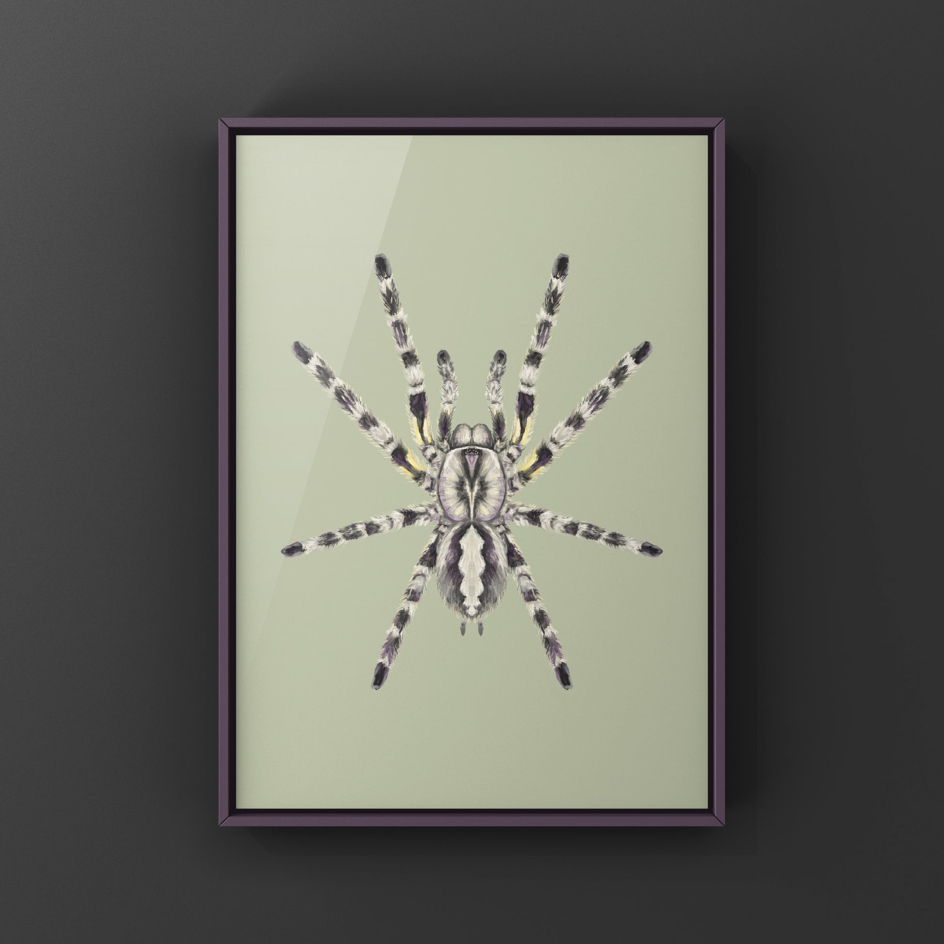 Indian Ornamental Tarantula, Poecilotheria Regalis, Photographic Art Print from The Silk Ranch