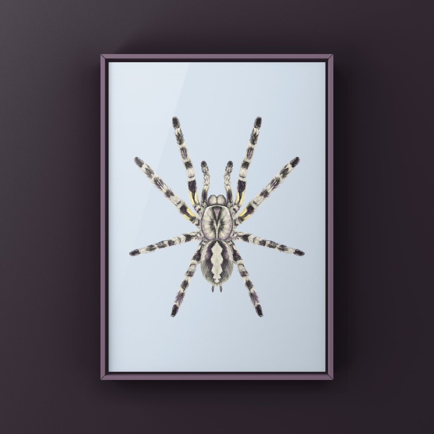 Indian Ornamental Tarantula, Poecilotheria Regalis, Photographic Art Print from The Silk Ranch