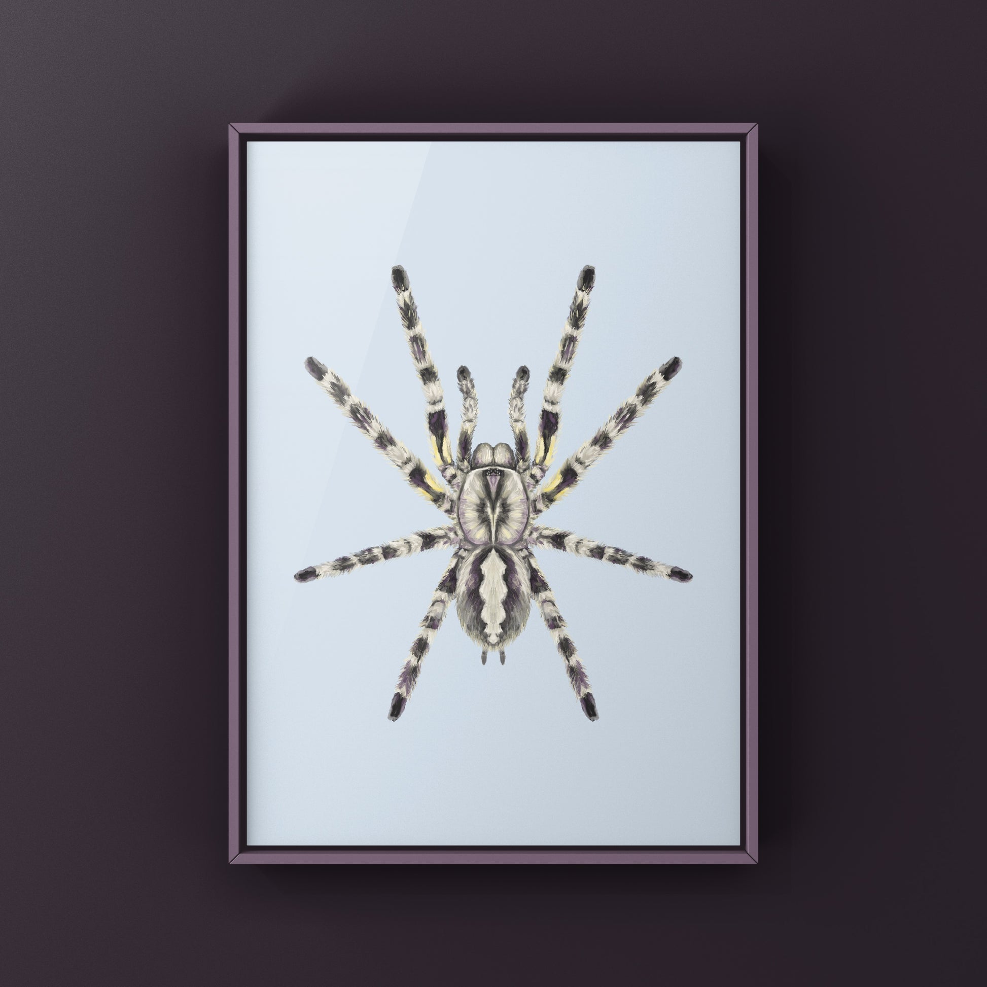 Indian Ornamental Tarantula, Poecilotheria Regalis, Photographic Art Print from The Silk Ranch
