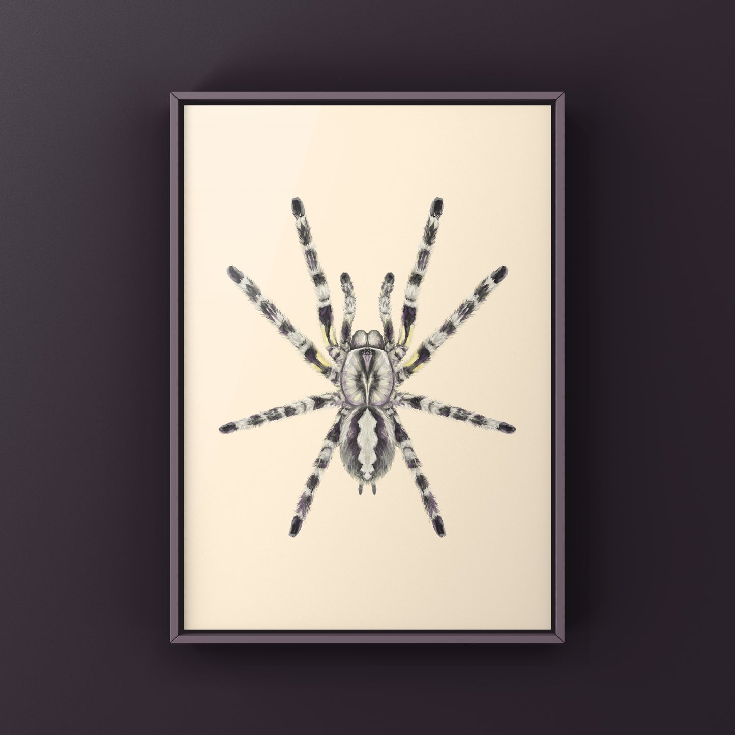 Indian Ornamental Tarantula, Poecilotheria Regalis, Photographic Art Print from The Silk Ranch