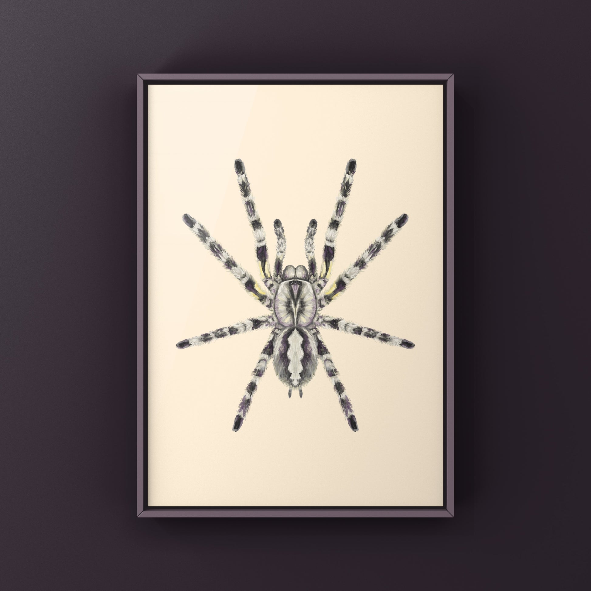 Indian Ornamental Tarantula, Poecilotheria Regalis, Photographic Art Print from The Silk Ranch