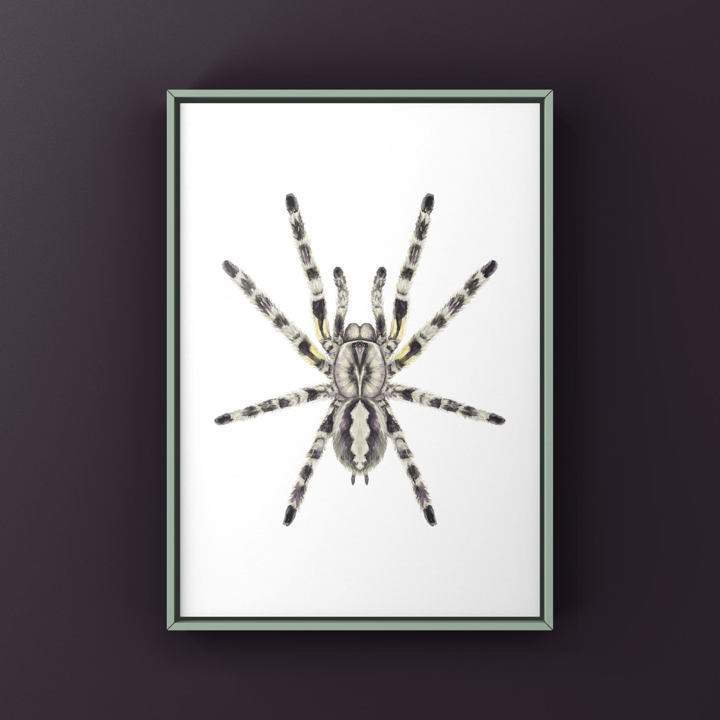 Indian Ornamental Tarantula, Poecilotheria Regalis, Photographic Art Print from The Silk Ranch