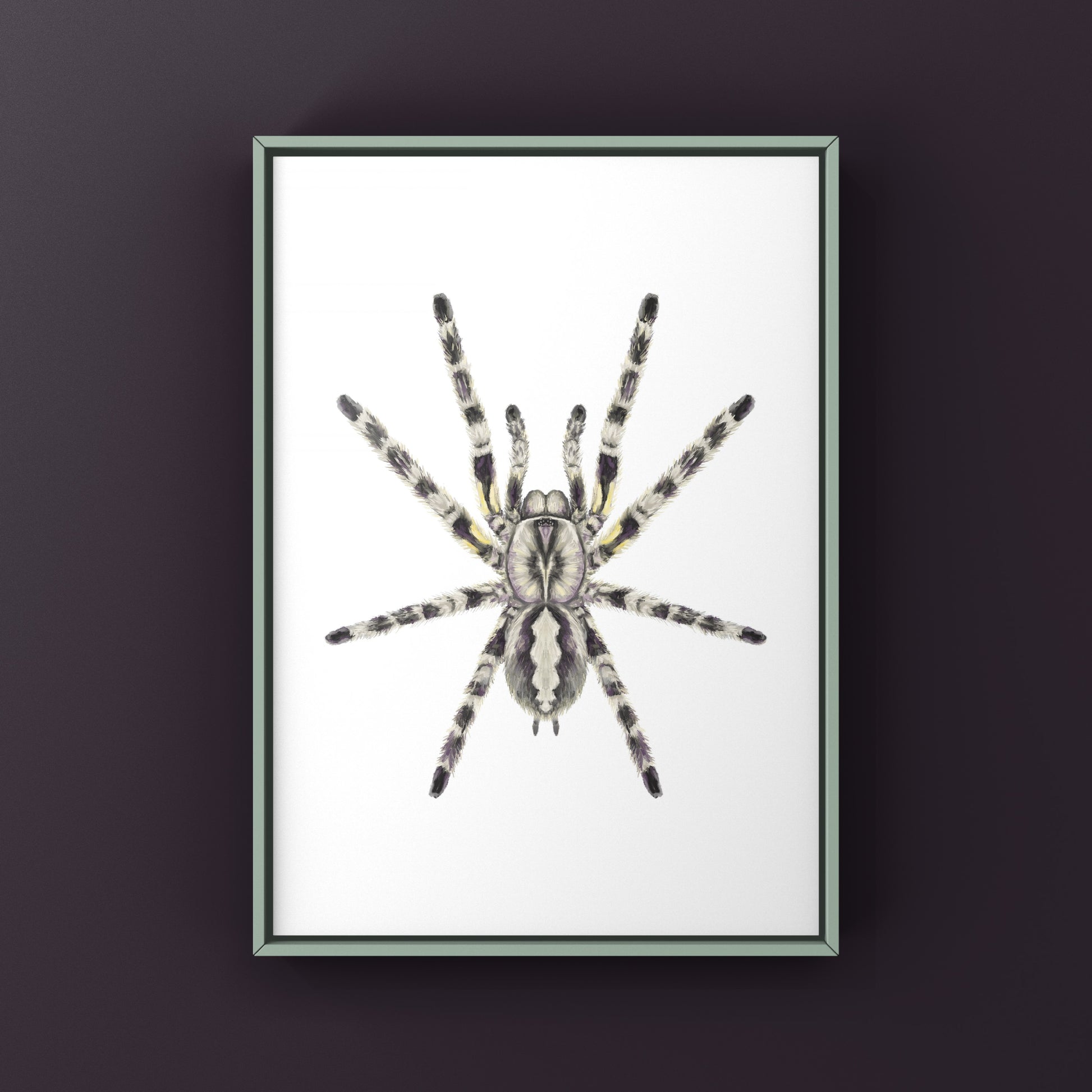 Indian Ornamental Tarantula, Poecilotheria Regalis, Photographic Art Print from The Silk Ranch