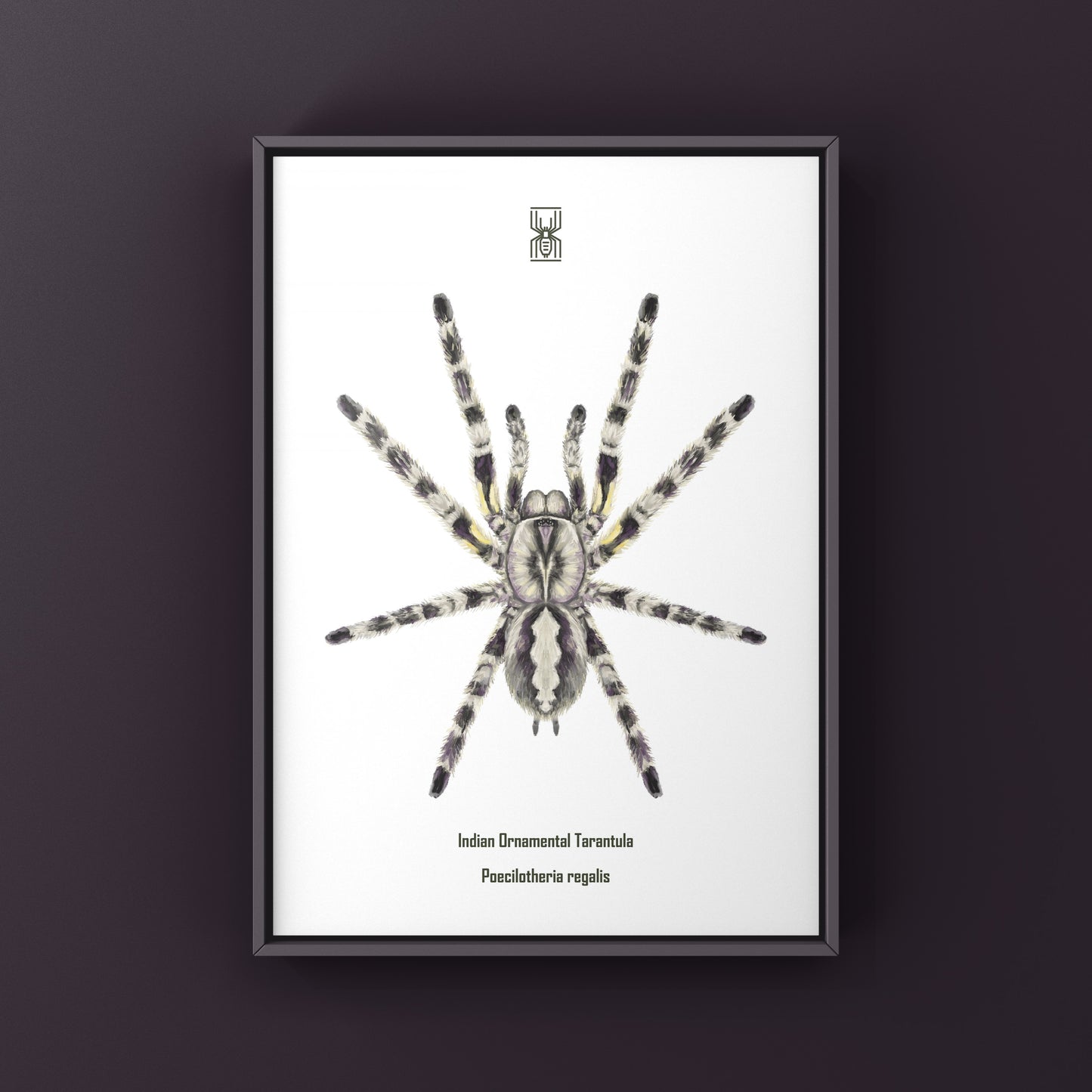 Indian Ornamental Tarantula, Poecilotheria Regalis, Photographic Art Print from The Silk Ranch