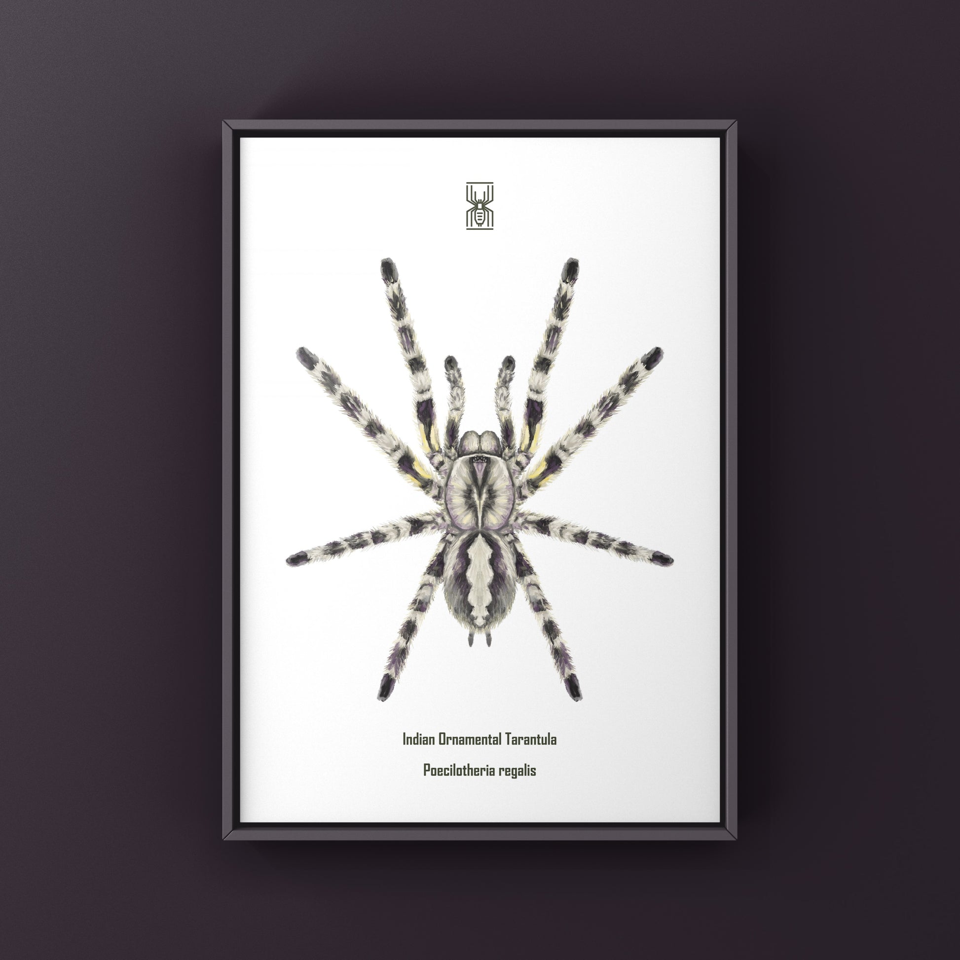 Indian Ornamental Tarantula, Poecilotheria Regalis, Photographic Art Print from The Silk Ranch
