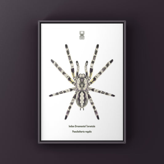 Indian Ornamental Tarantula, Poecilotheria Regalis, Photographic Art Print from The Silk Ranch