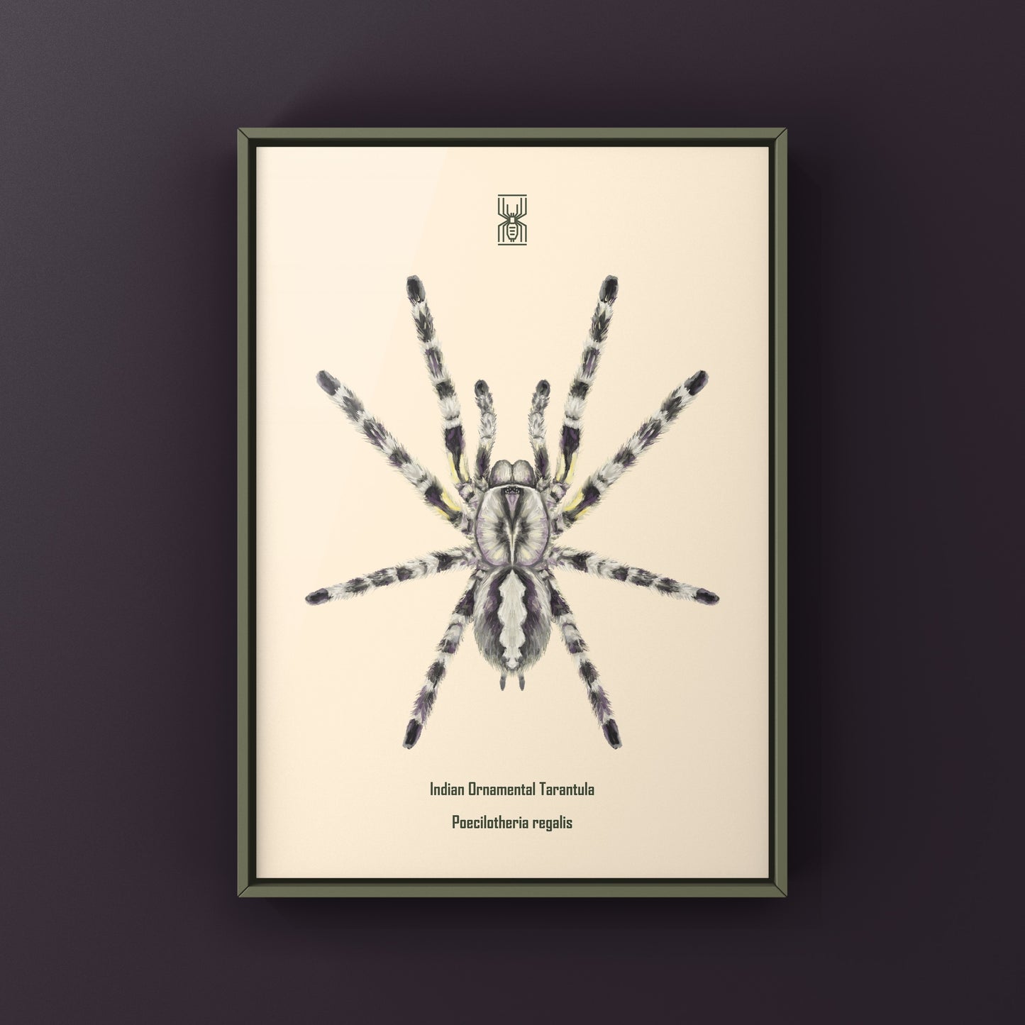 Indian Ornamental Tarantula, Poecilotheria Regalis, Photographic Art Print from The Silk Ranch