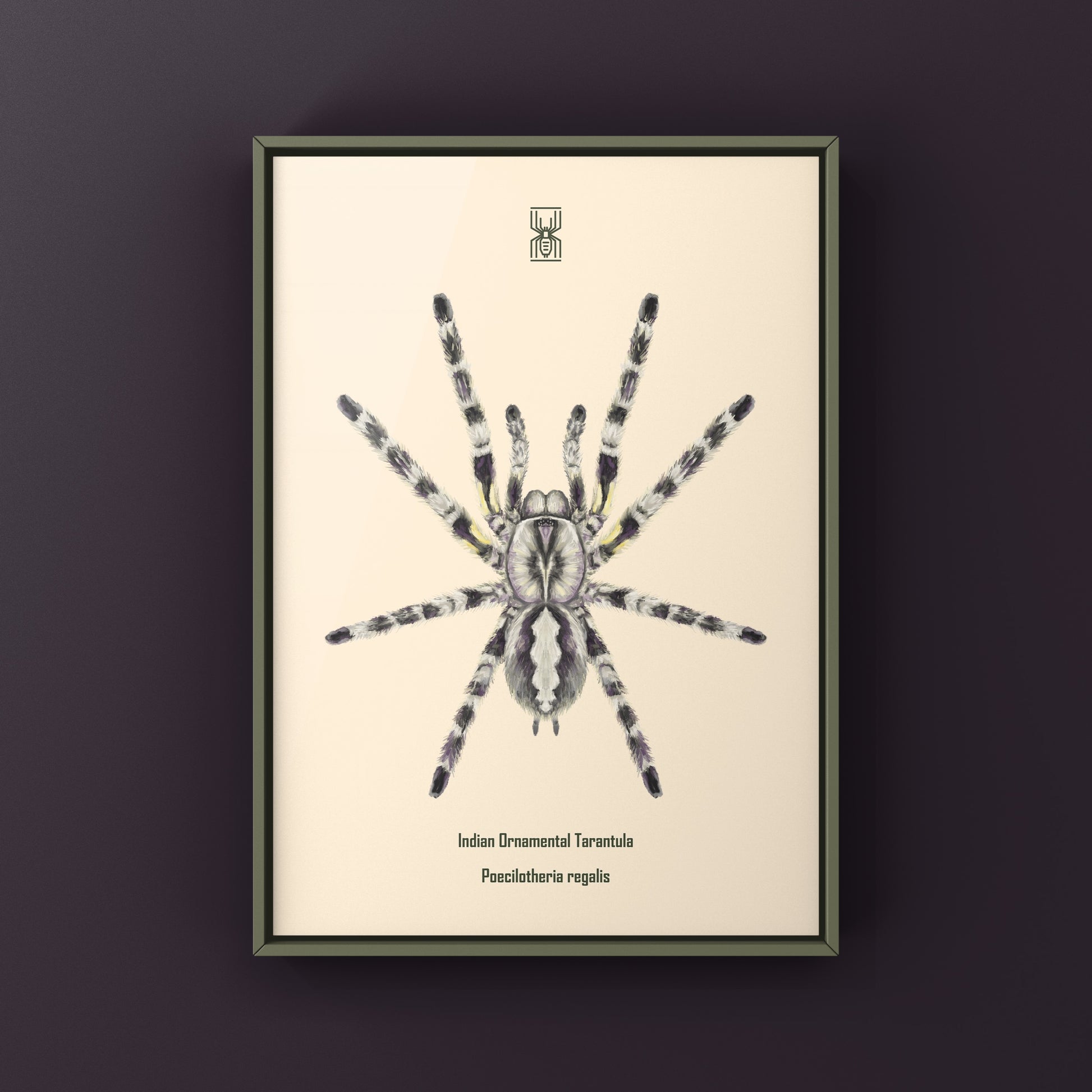 Indian Ornamental Tarantula, Poecilotheria Regalis, Photographic Art Print from The Silk Ranch