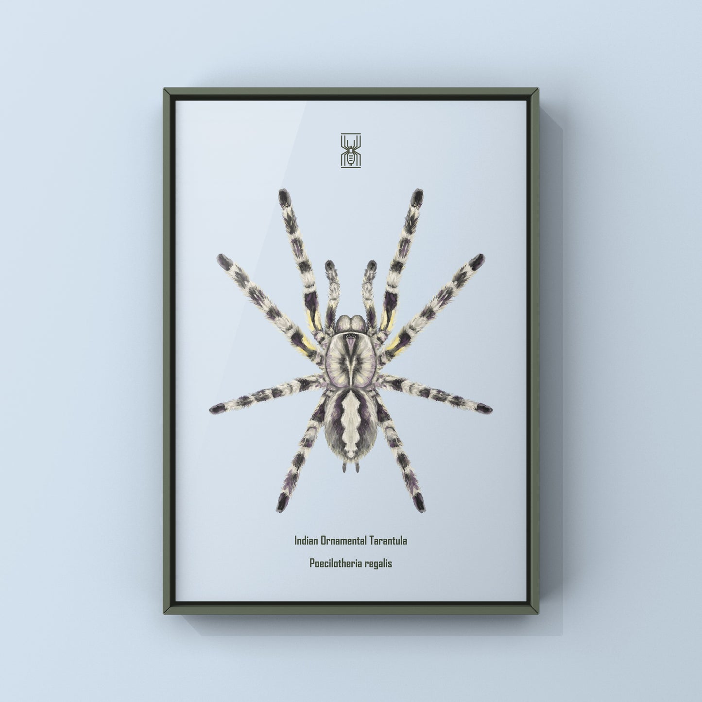 Indian Ornamental Tarantula, Poecilotheria Regalis, Photographic Art Print from The Silk Ranch