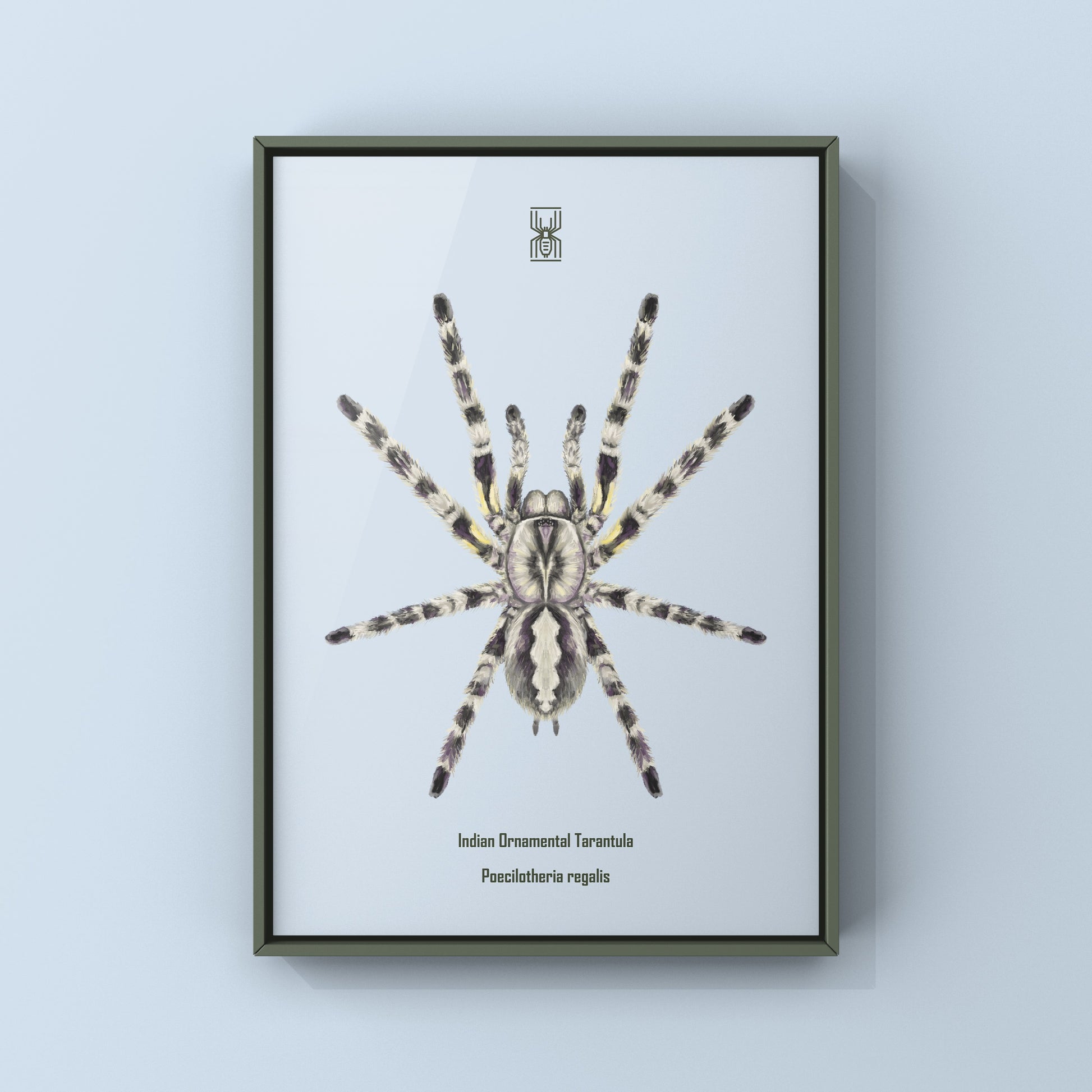 Indian Ornamental Tarantula, Poecilotheria Regalis, Photographic Art Print from The Silk Ranch