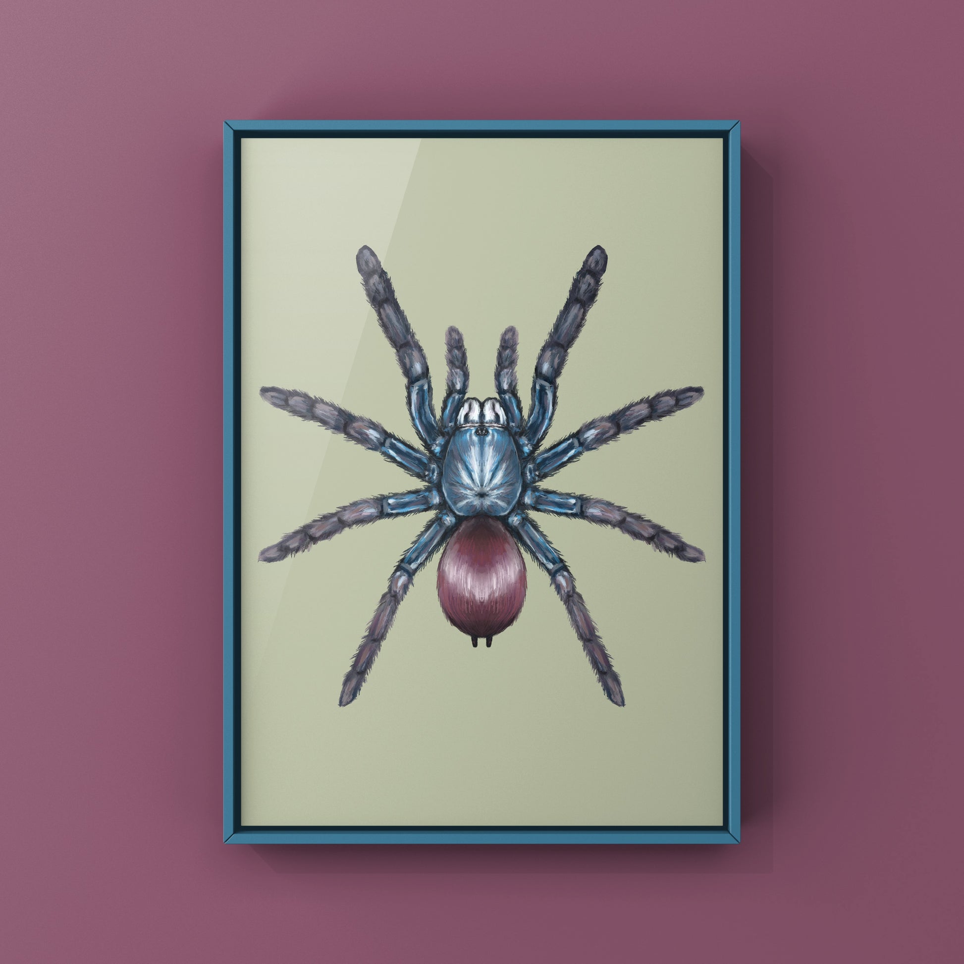 Indian Rainbow LSD Tarantula, Cilantica Devamatha, Photographic Art Print from The Silk Ranch