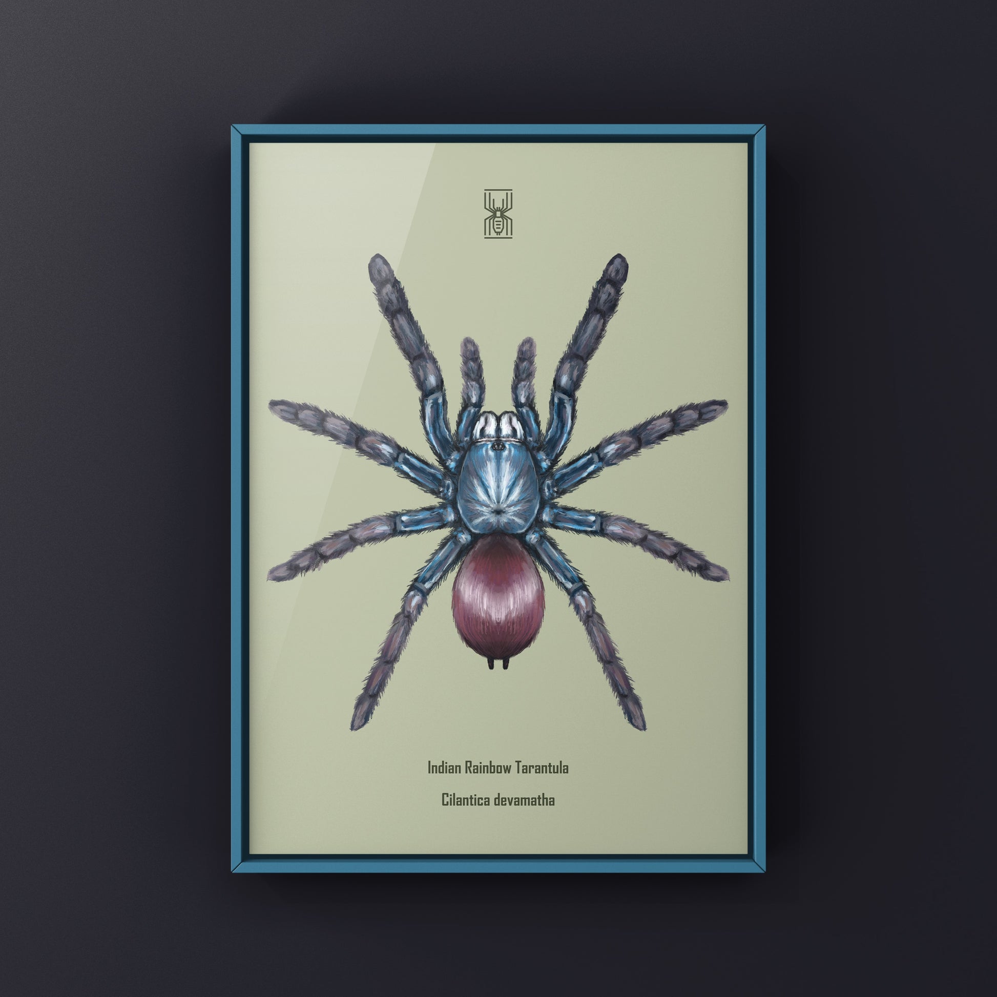 Indian Rainbow LSD Tarantula, Cilantica Devamatha, Photographic Art Print from The Silk Ranch