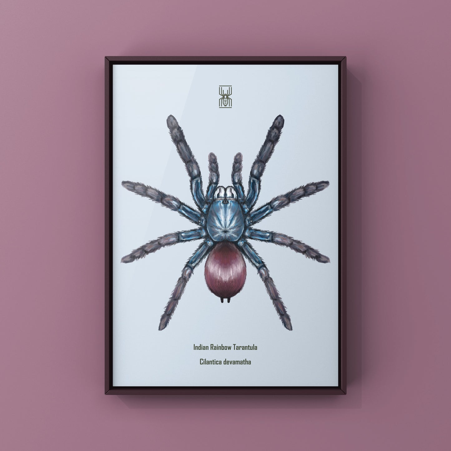 Indian Rainbow LSD Tarantula, Cilantica Devamatha, Photographic Art Print from The Silk Ranch