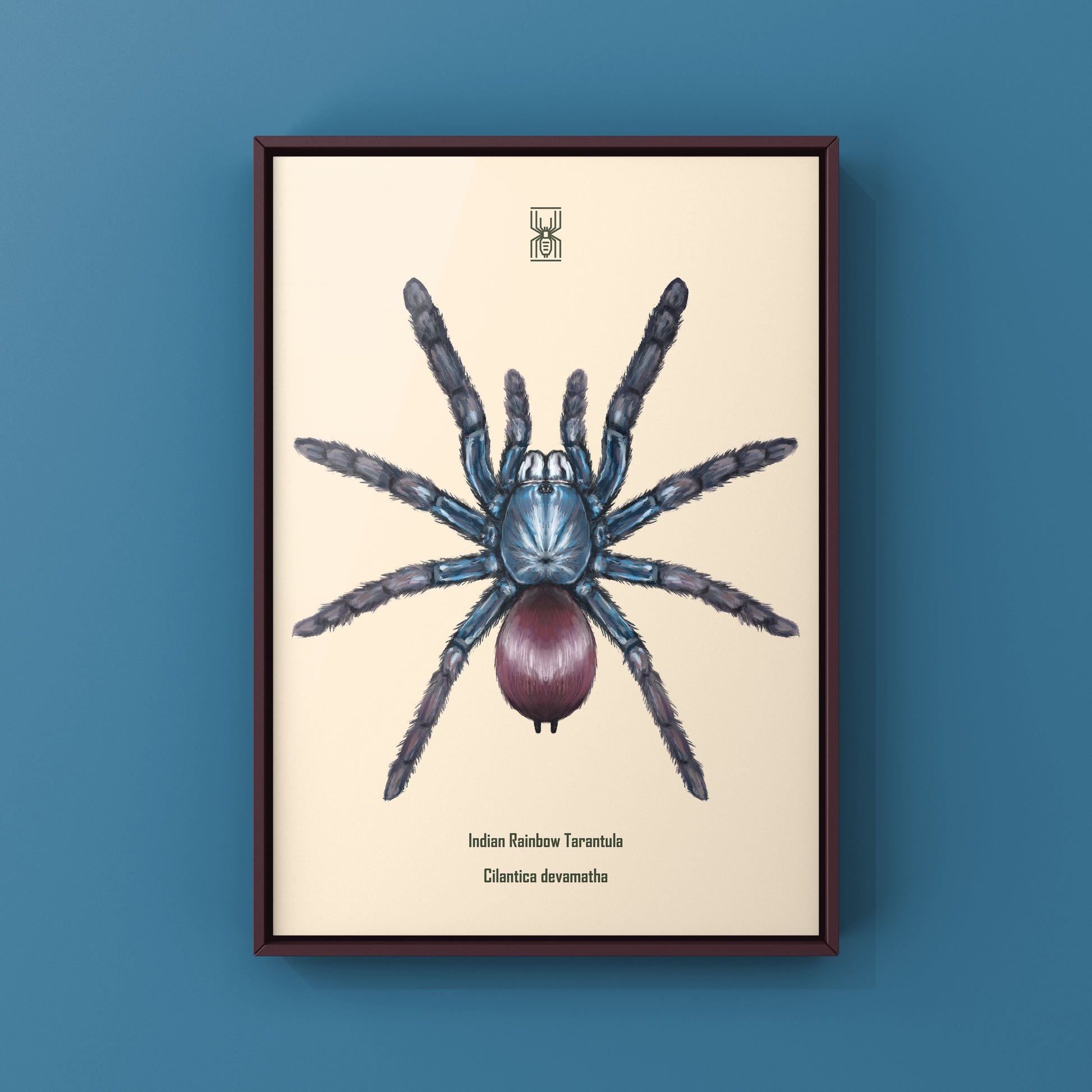 Indian Rainbow LSD Tarantula, Cilantica Devamatha, Photographic Art Print from The Silk Ranch