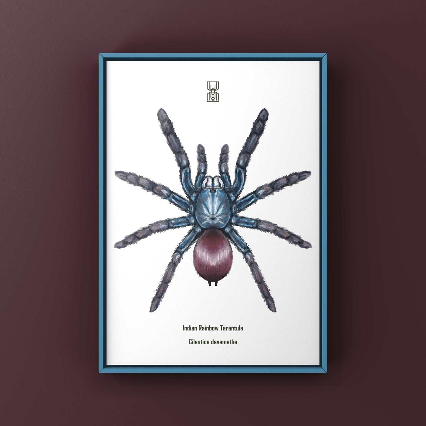Indian Rainbow LSD Tarantula, Cilantica Devamatha, Photographic Art Print from The Silk Ranch
