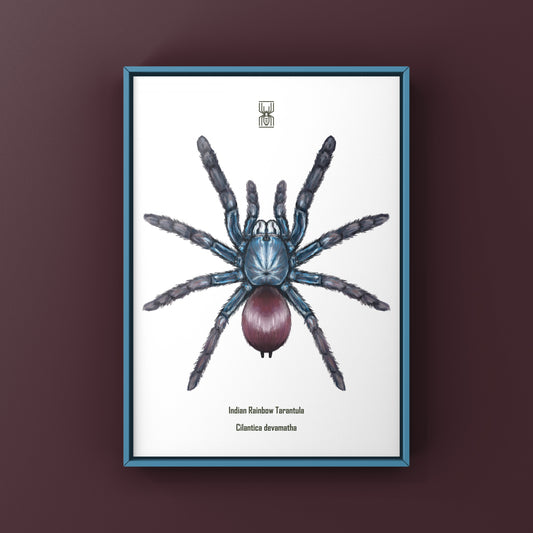 Indian Rainbow LSD Tarantula, Cilantica Devamatha, Photographic Art Print from The Silk Ranch
