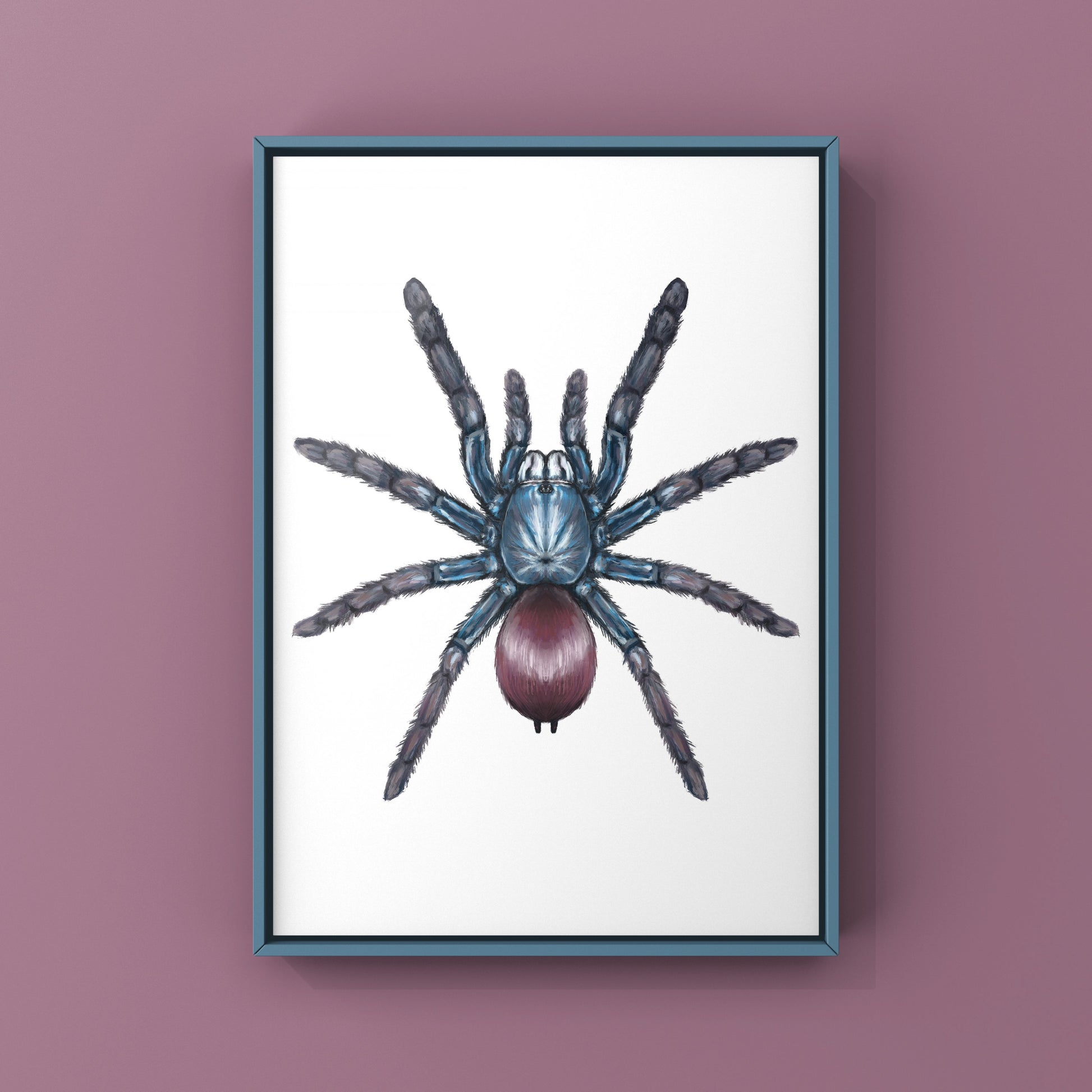 Indian Rainbow LSD Tarantula, Cilantica Devamatha, Photographic Art Print from The Silk Ranch