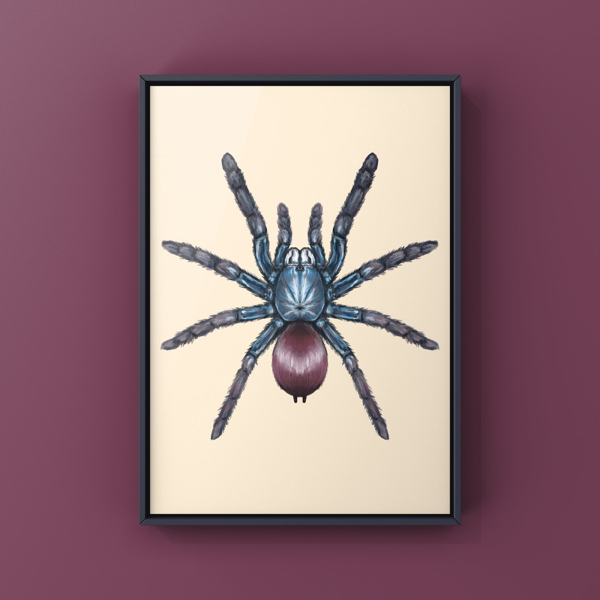 Indian Rainbow LSD Tarantula, Cilantica Devamatha, Photographic Art Print from The Silk Ranch