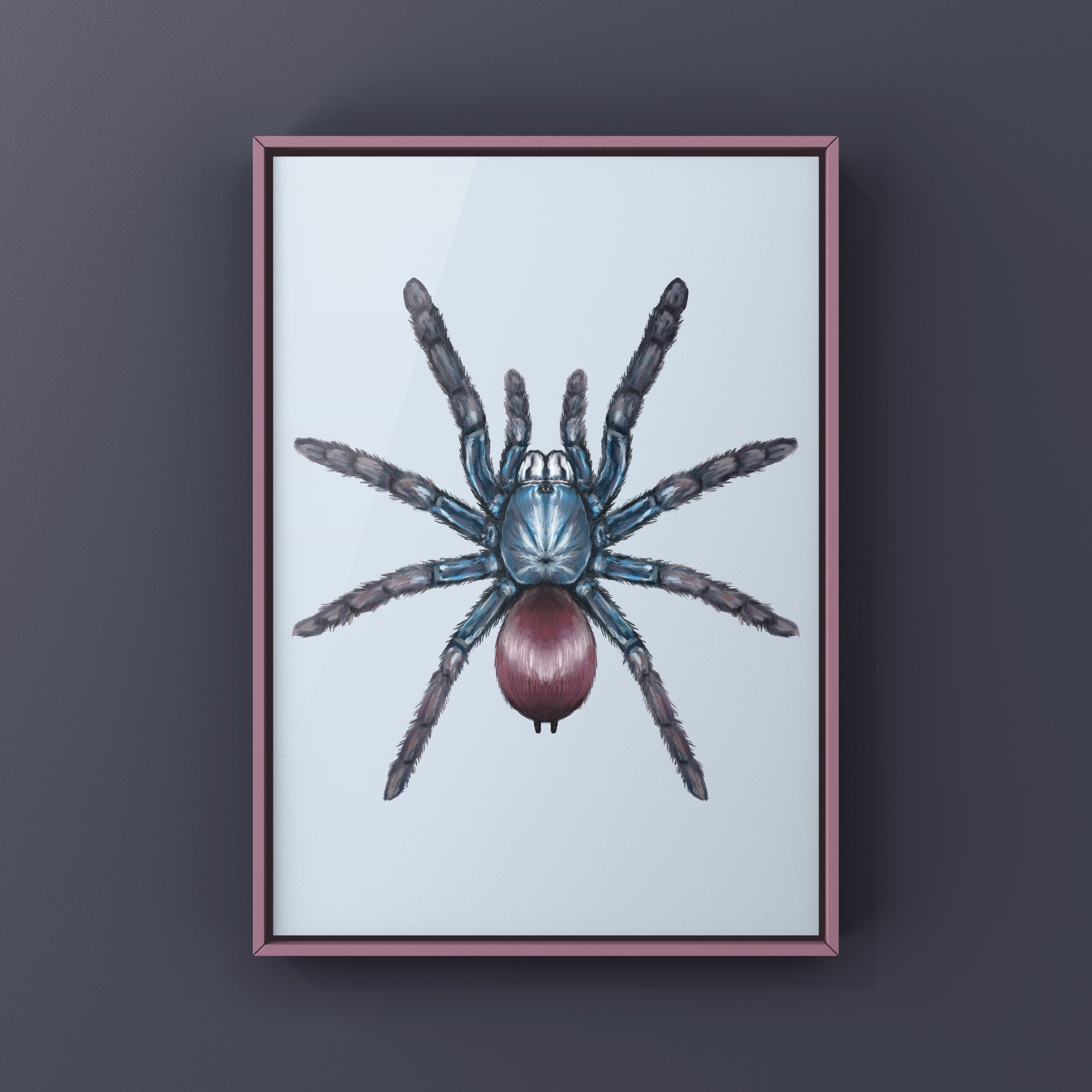 Indian Rainbow LSD Tarantula, Cilantica Devamatha, Photographic Art Print from The Silk Ranch