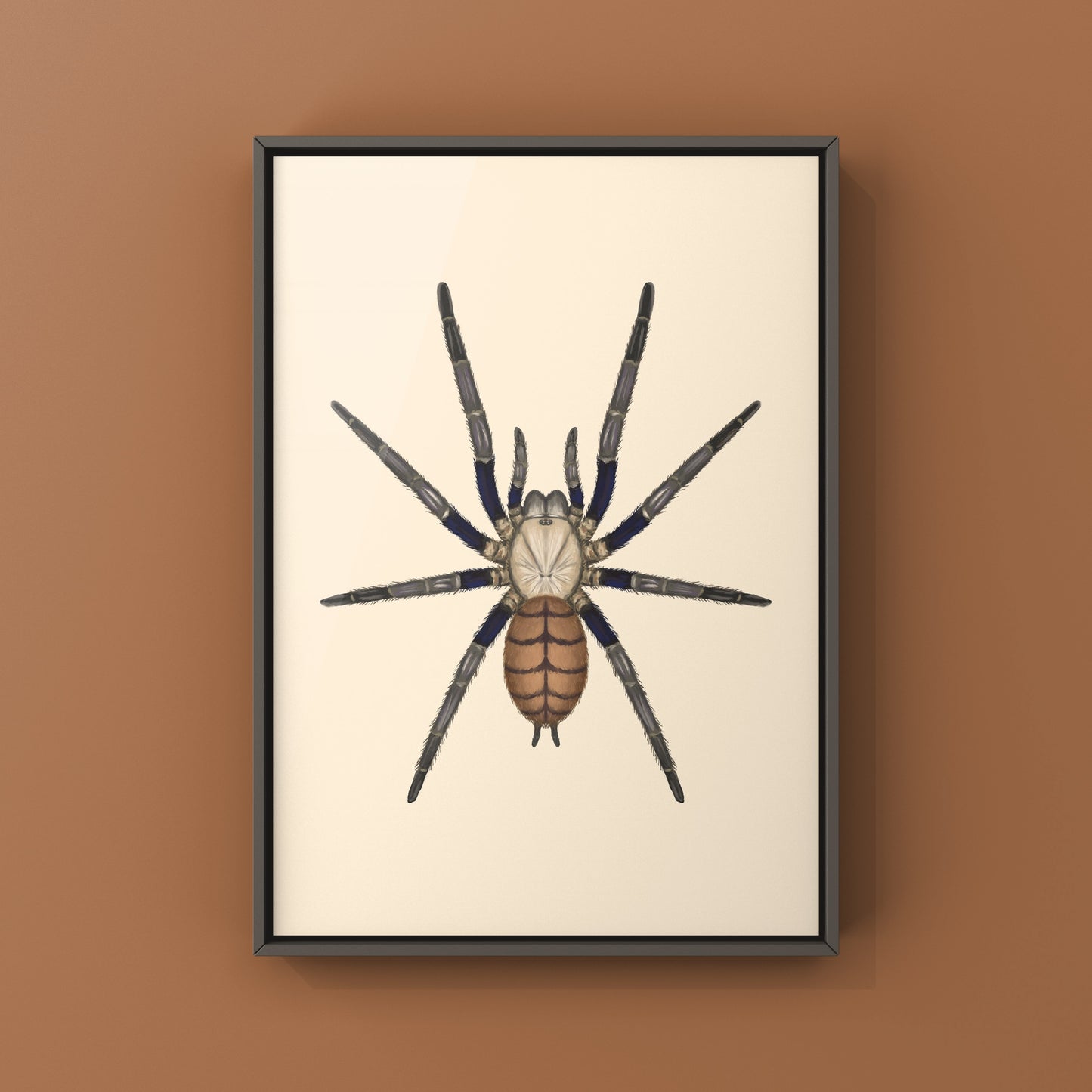 Indian Violet Tarantula, Chilobrachys Fimbriatus, Photographic Art Print from The Silk Ranch
