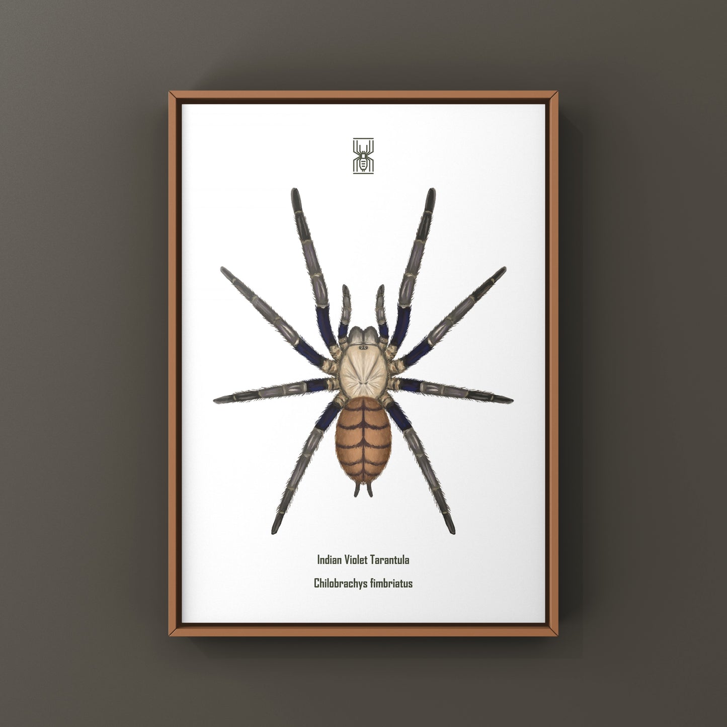 Indian Violet Tarantula, Chilobrachys Fimbriatus, Photographic Art Print from The Silk Ranch