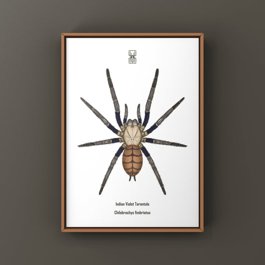 Indian Violet Tarantula, Chilobrachys Fimbriatus, Photographic Art Print from The Silk Ranch