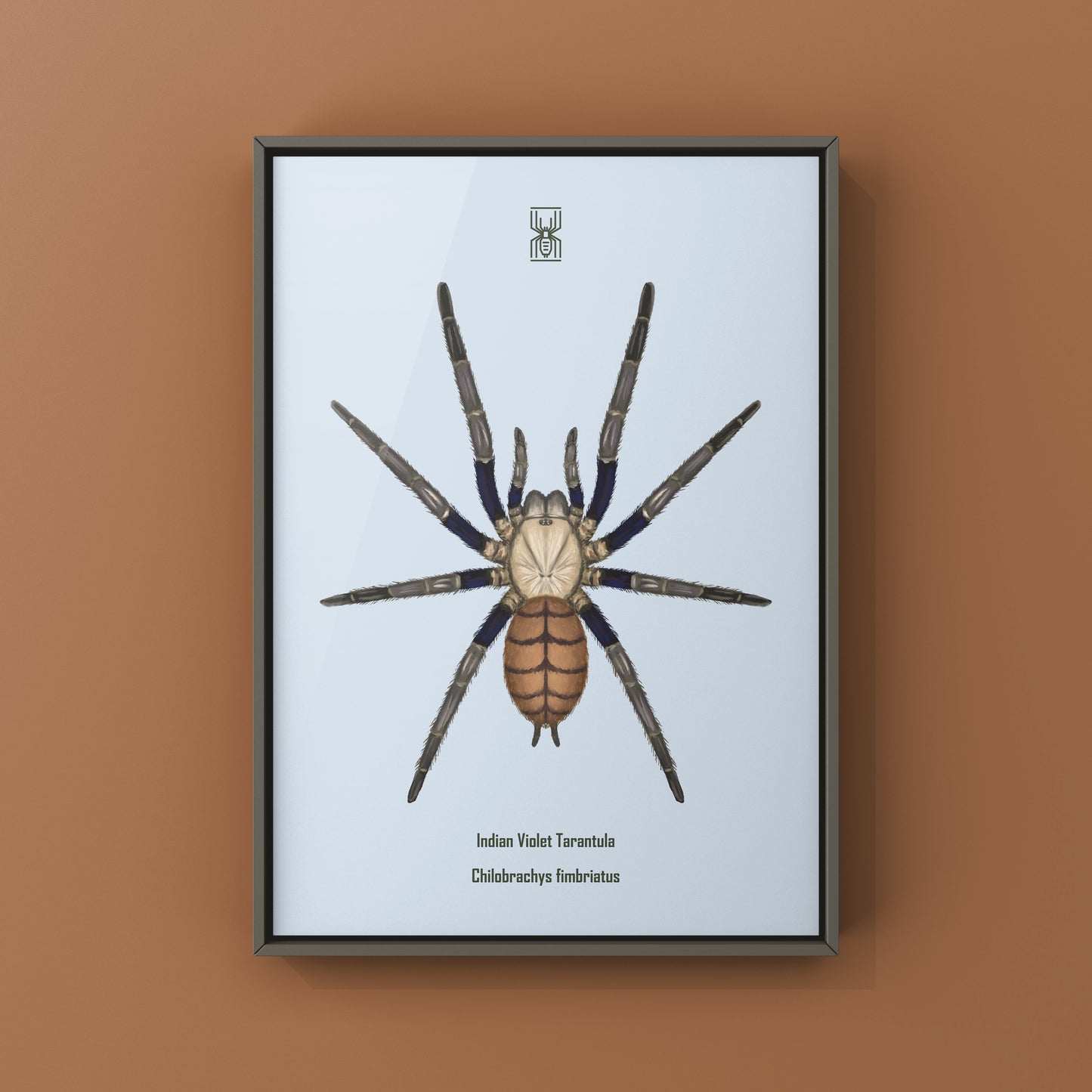 Indian Violet Tarantula, Chilobrachys Fimbriatus, Photographic Art Print from The Silk Ranch