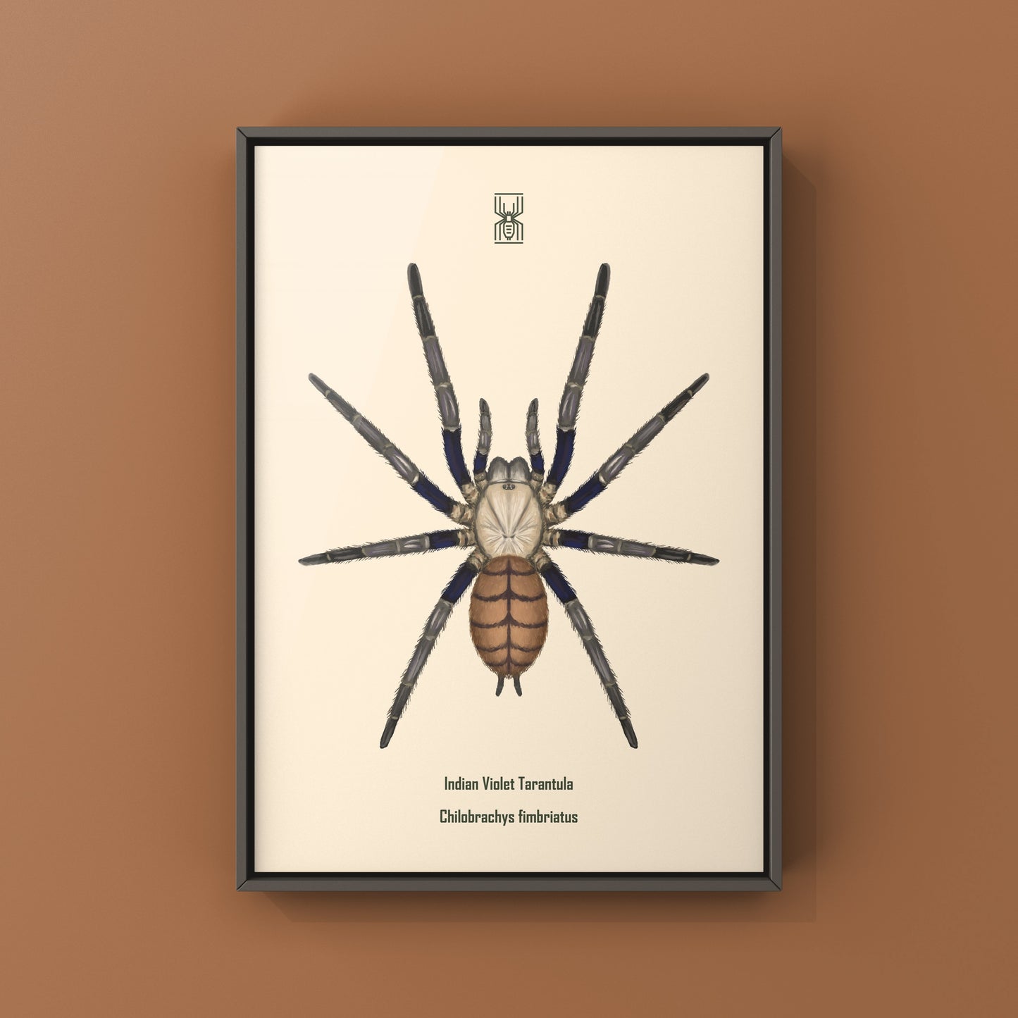Indian Violet Tarantula, Chilobrachys Fimbriatus, Photographic Art Print from The Silk Ranch