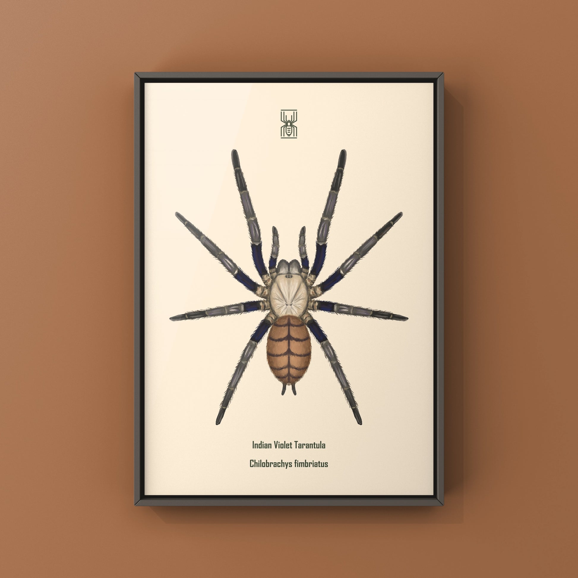 Indian Violet Tarantula, Chilobrachys Fimbriatus, Photographic Art Print from The Silk Ranch