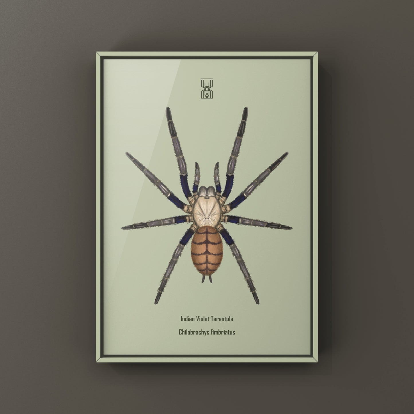 Indian Violet Tarantula, Chilobrachys Fimbriatus, Photographic Art Print from The Silk Ranch