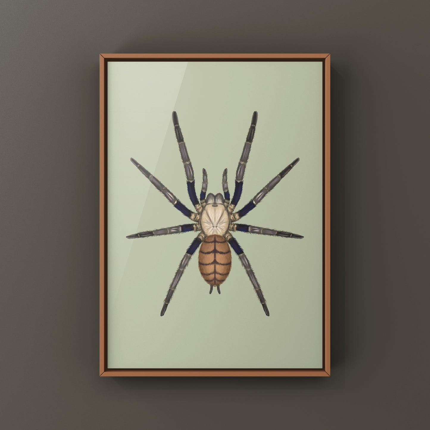 Indian Violet Tarantula, Chilobrachys Fimbriatus, Photographic Art Print from The Silk Ranch