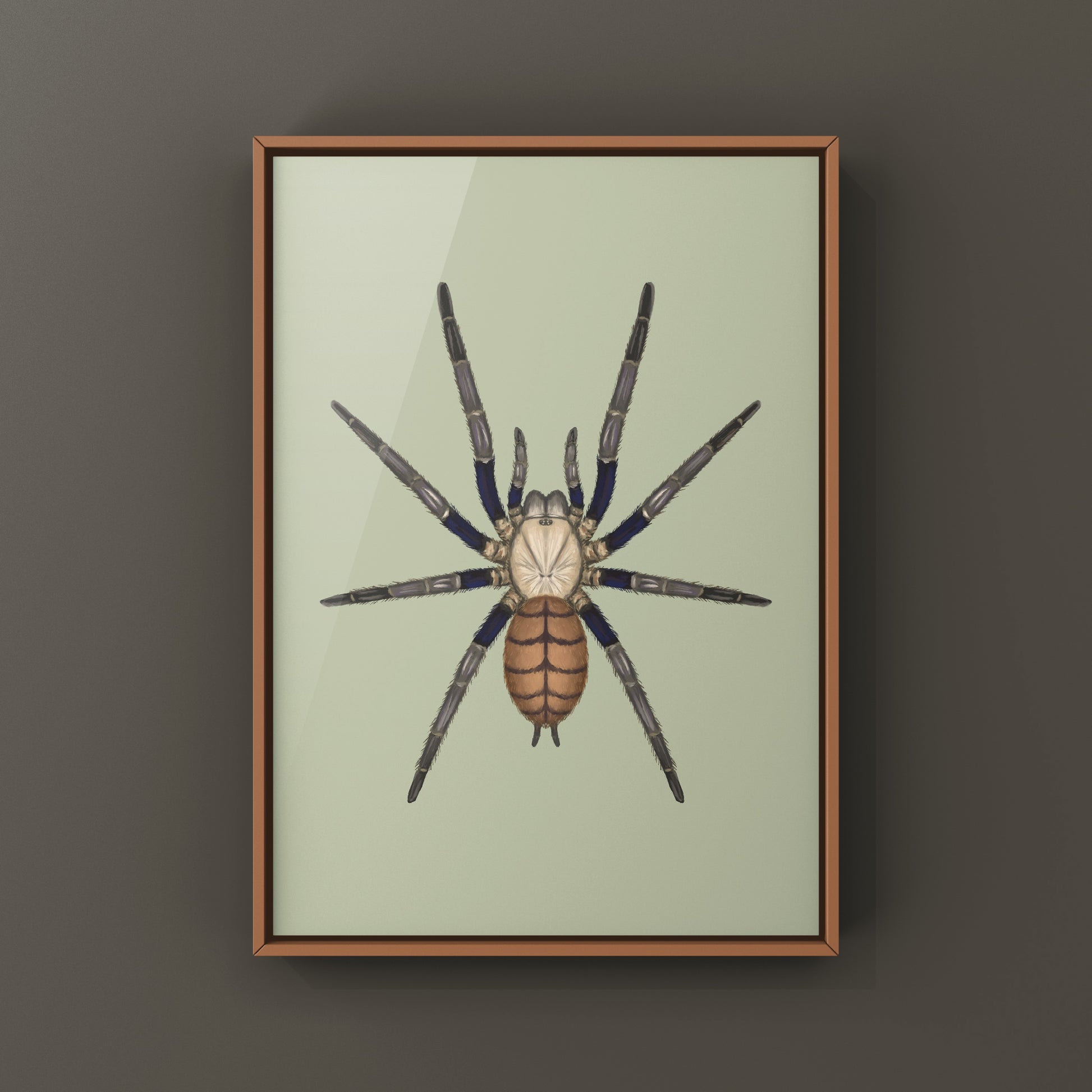 Indian Violet Tarantula, Chilobrachys Fimbriatus, Photographic Art Print from The Silk Ranch