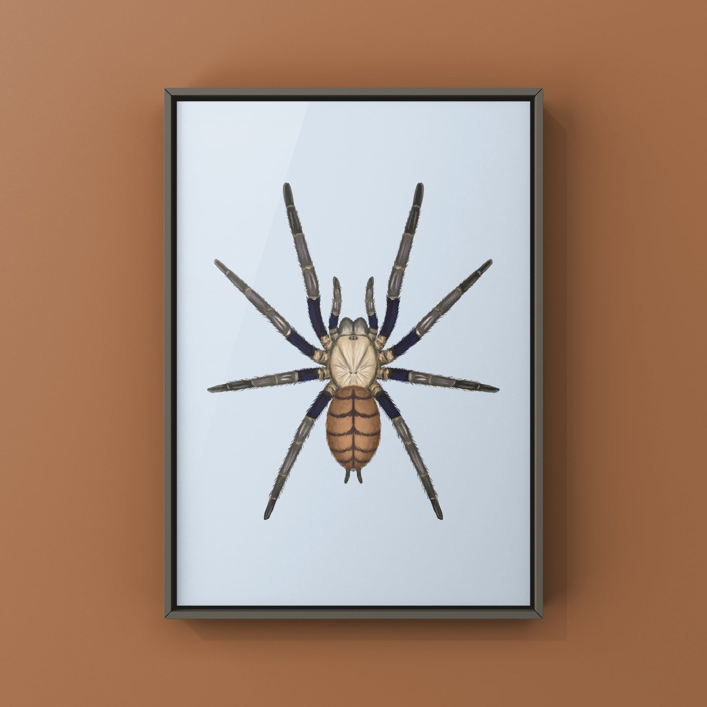 Indian Violet Tarantula, Chilobrachys Fimbriatus, Photographic Art Print from The Silk Ranch