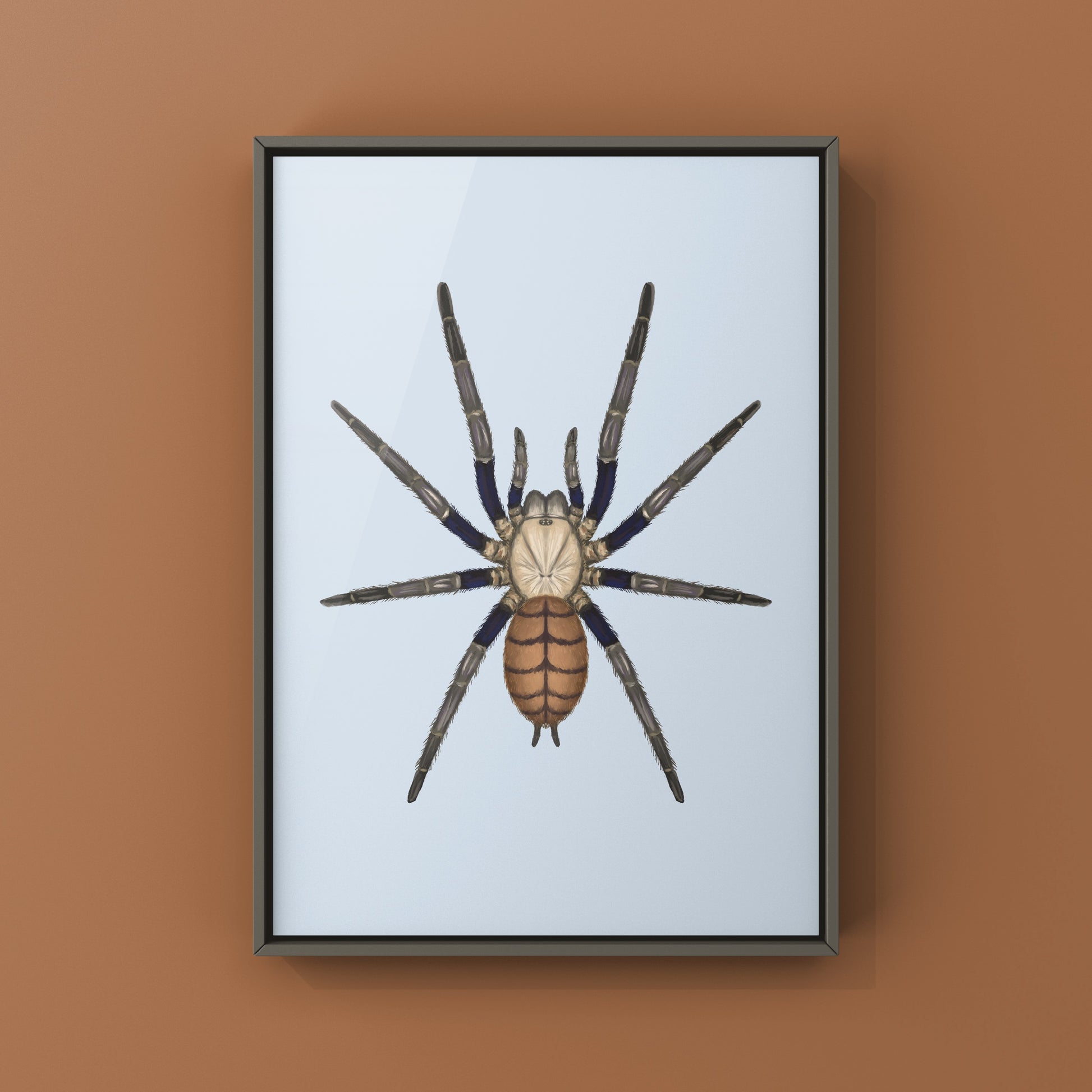 Indian Violet Tarantula, Chilobrachys Fimbriatus, Photographic Art Print from The Silk Ranch