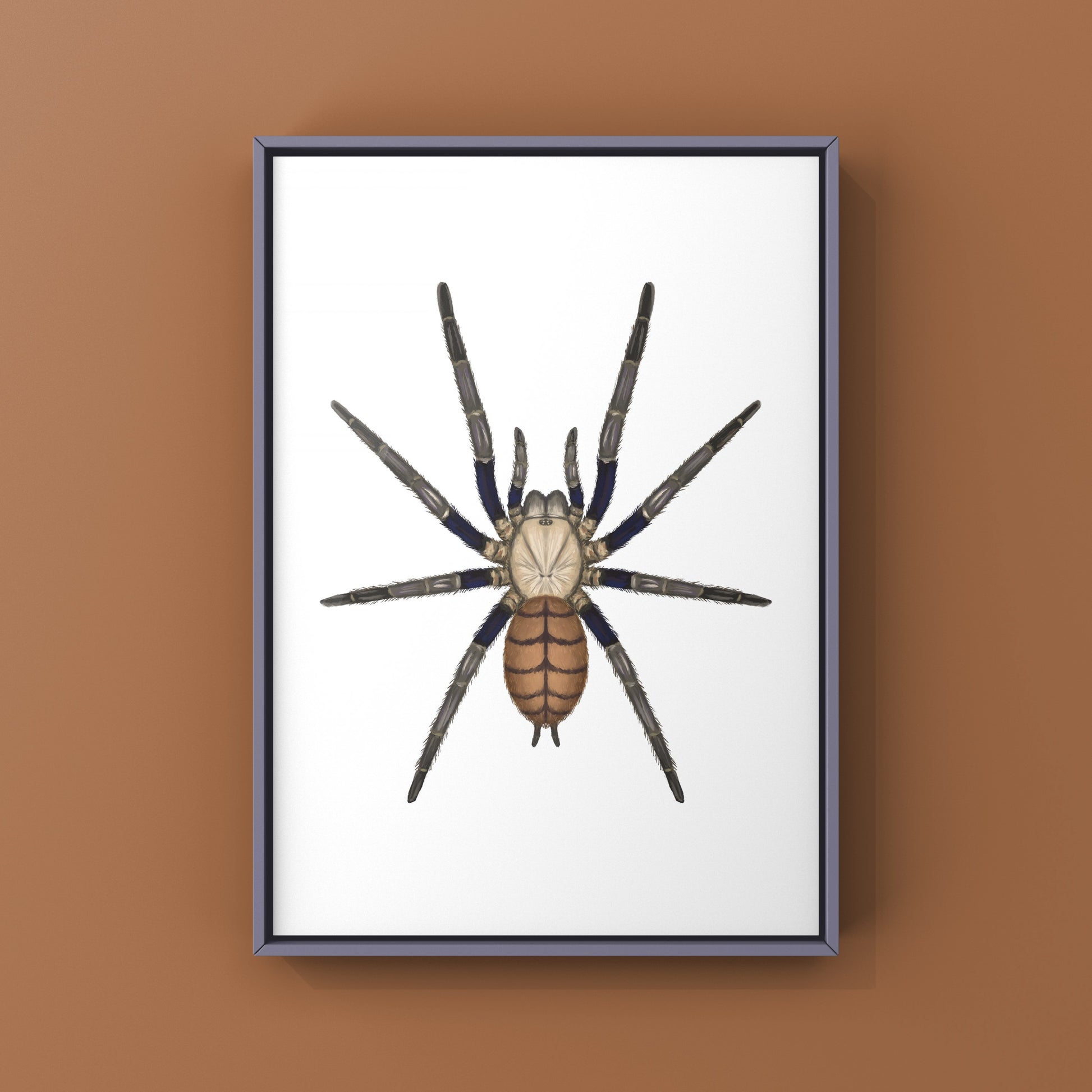 Indian Violet Tarantula, Chilobrachys Fimbriatus, Photographic Art Print from The Silk Ranch