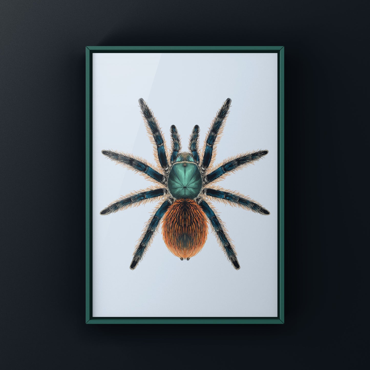 Jade Fuego Tarantula, Aphonopelma Mooreae, Photographic Art Print from The Silk Ranch