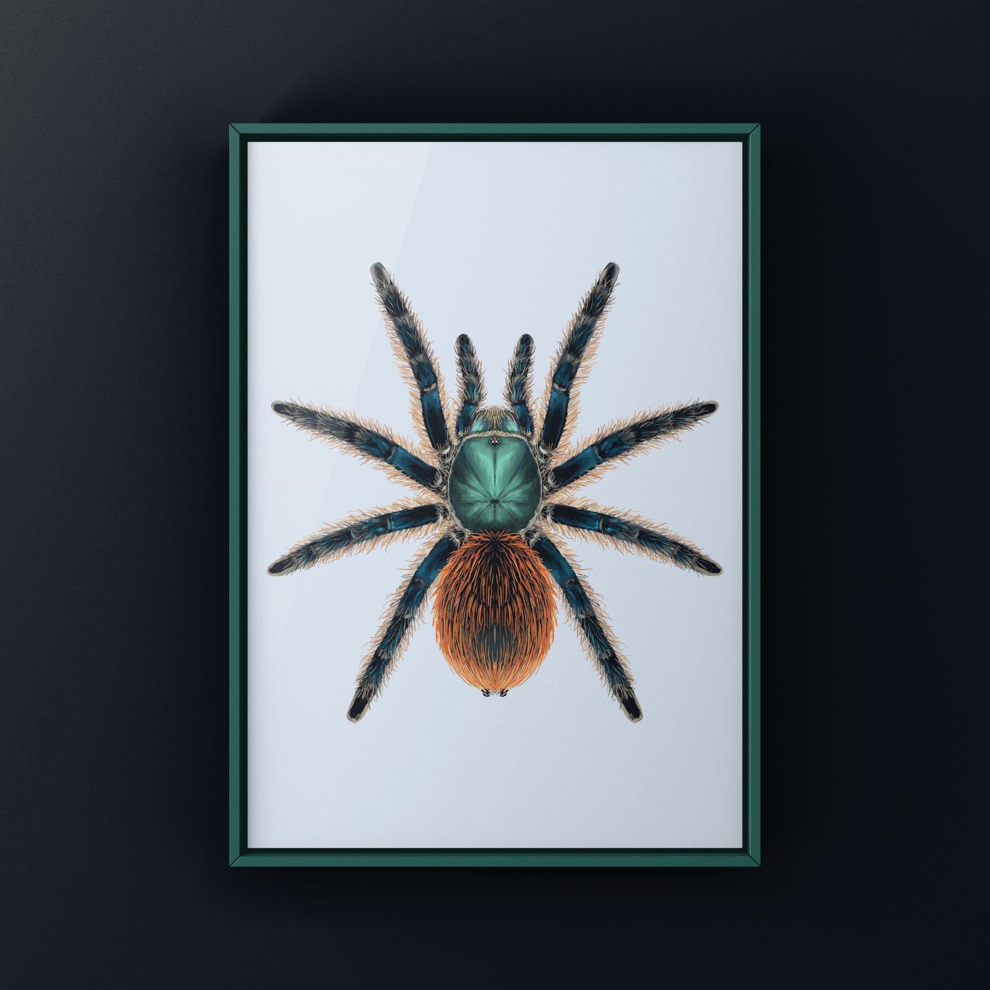 Jade Fuego Tarantula, Aphonopelma Mooreae, Photographic Art Print from The Silk Ranch