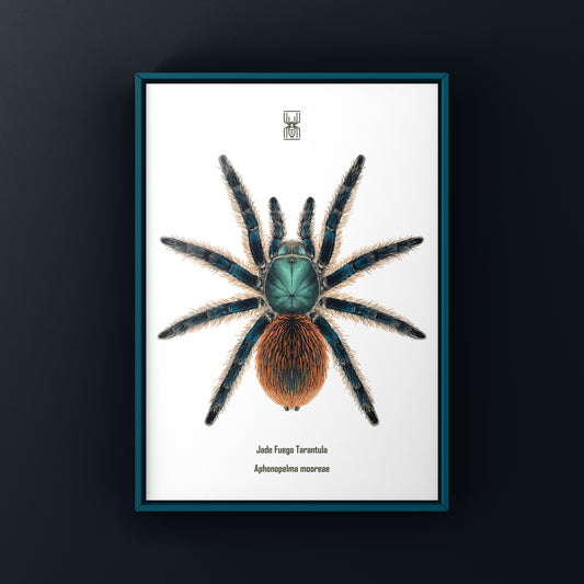 Jade Fuego Tarantula, Aphonopelma Mooreae, Photographic Art Print from The Silk Ranch