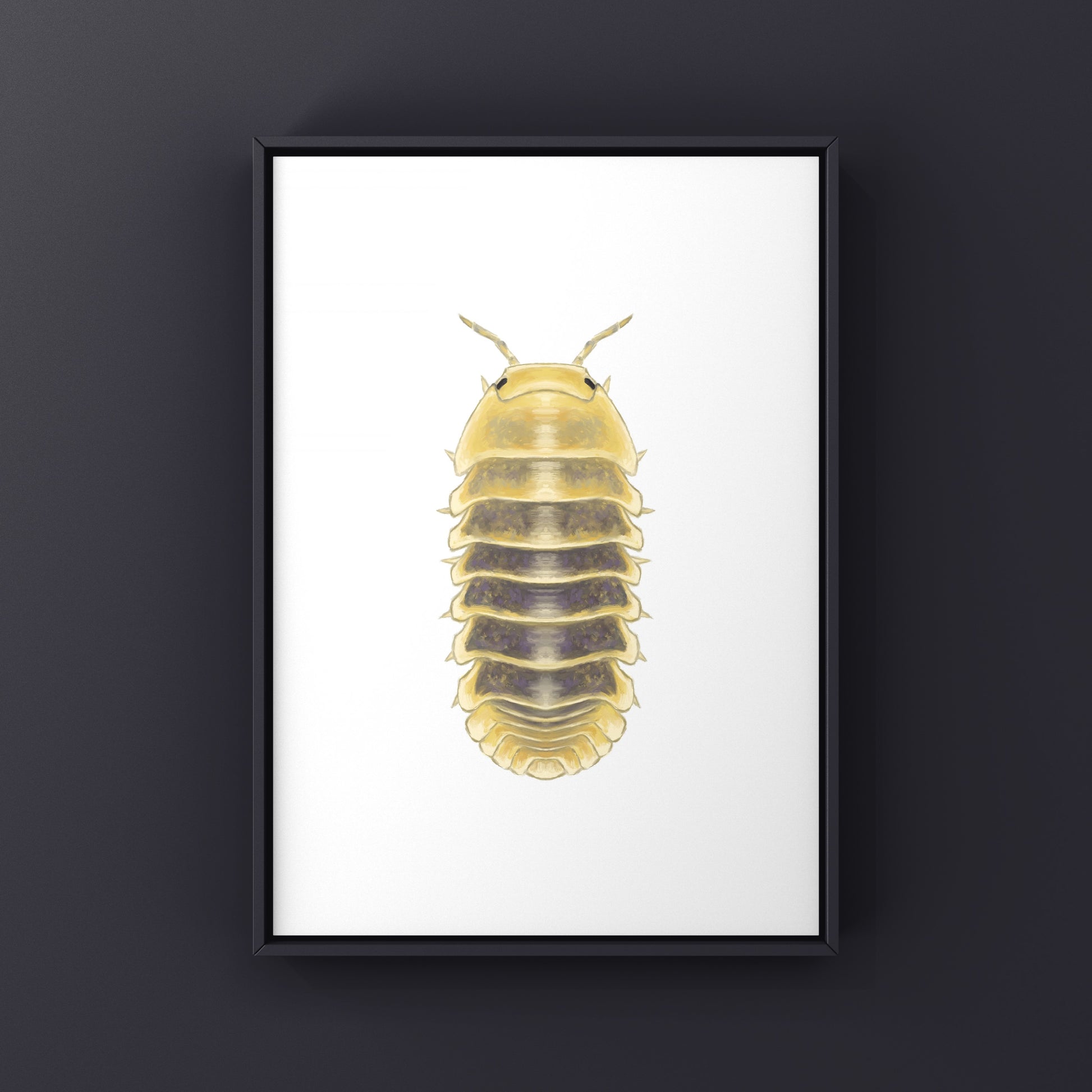 Jupiter Isopod, Cubaris sp. Jupiter, Photographic Art Print from The Silk Ranch