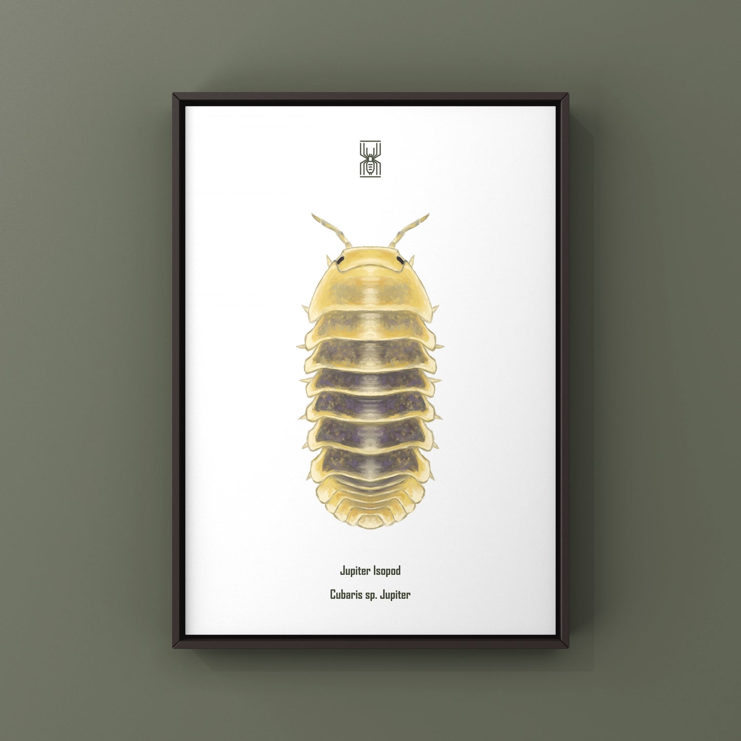 Jupiter Isopod, Cubaris sp. Jupiter, Photographic Art Print from The Silk Ranch