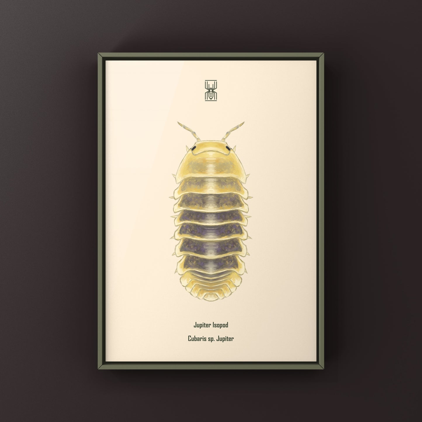 Jupiter Isopod, Cubaris sp. Jupiter, Photographic Art Print from The Silk Ranch