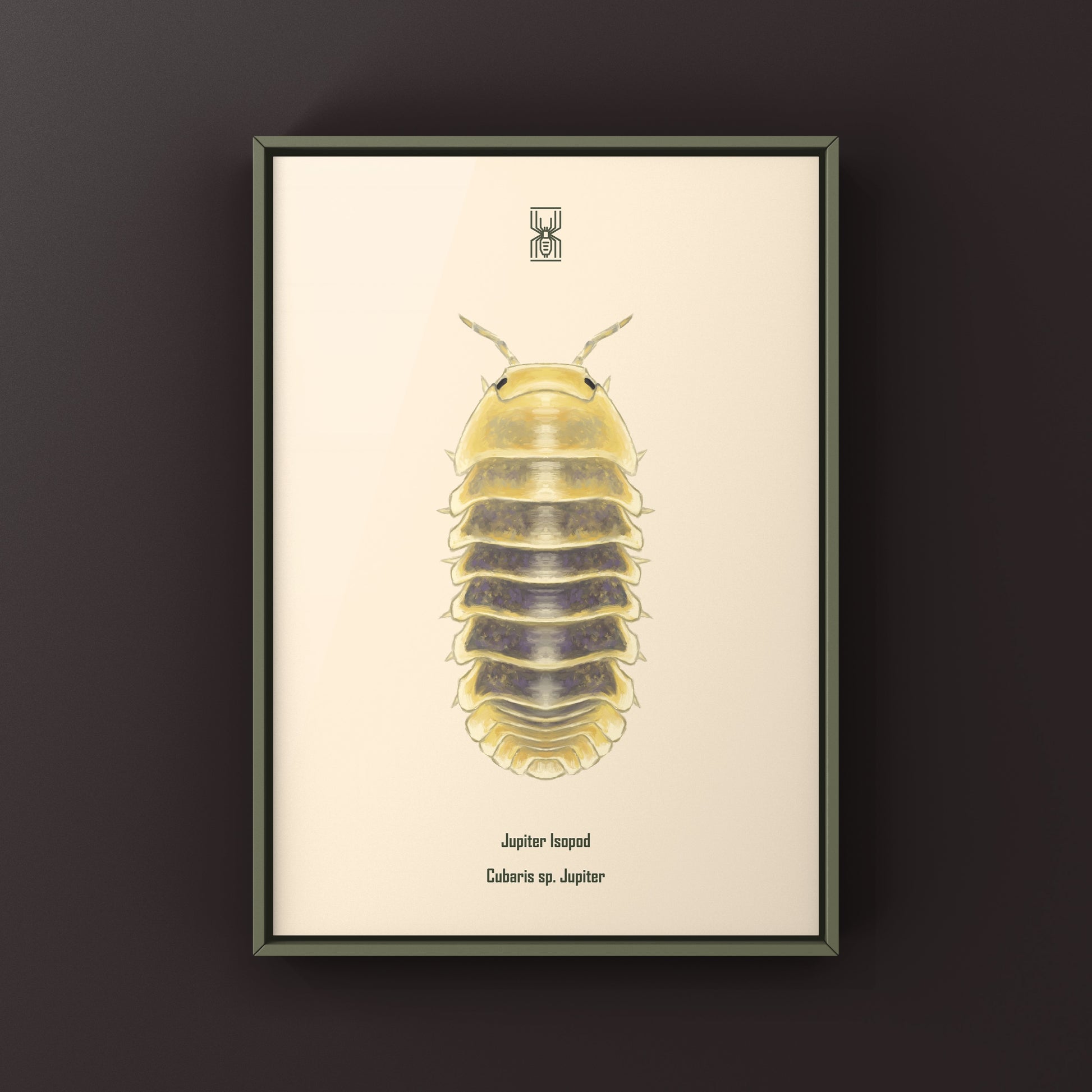 Jupiter Isopod, Cubaris sp. Jupiter, Photographic Art Print from The Silk Ranch