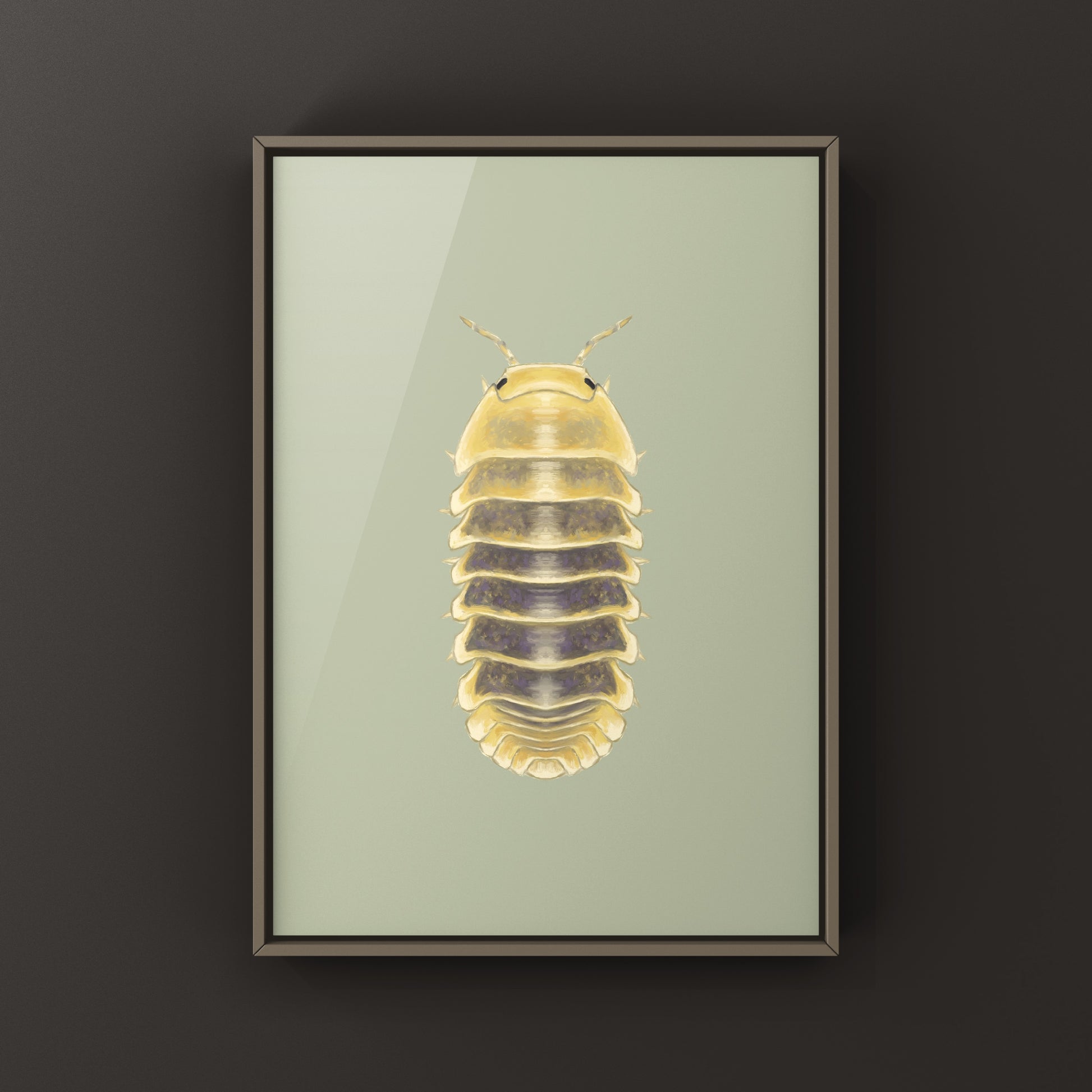 Jupiter Isopod, Cubaris sp. Jupiter, Photographic Art Print from The Silk Ranch