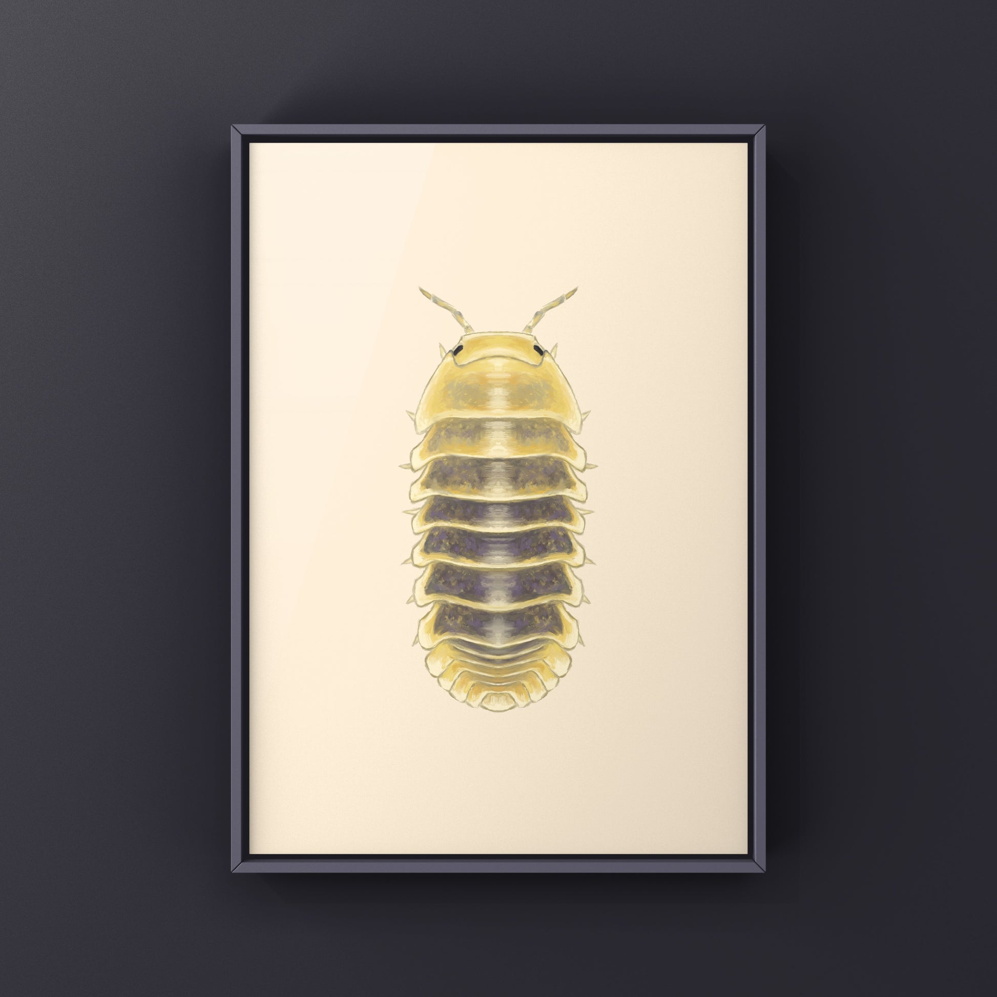Jupiter Isopod, Cubaris sp. Jupiter, Photographic Art Print from The Silk Ranch