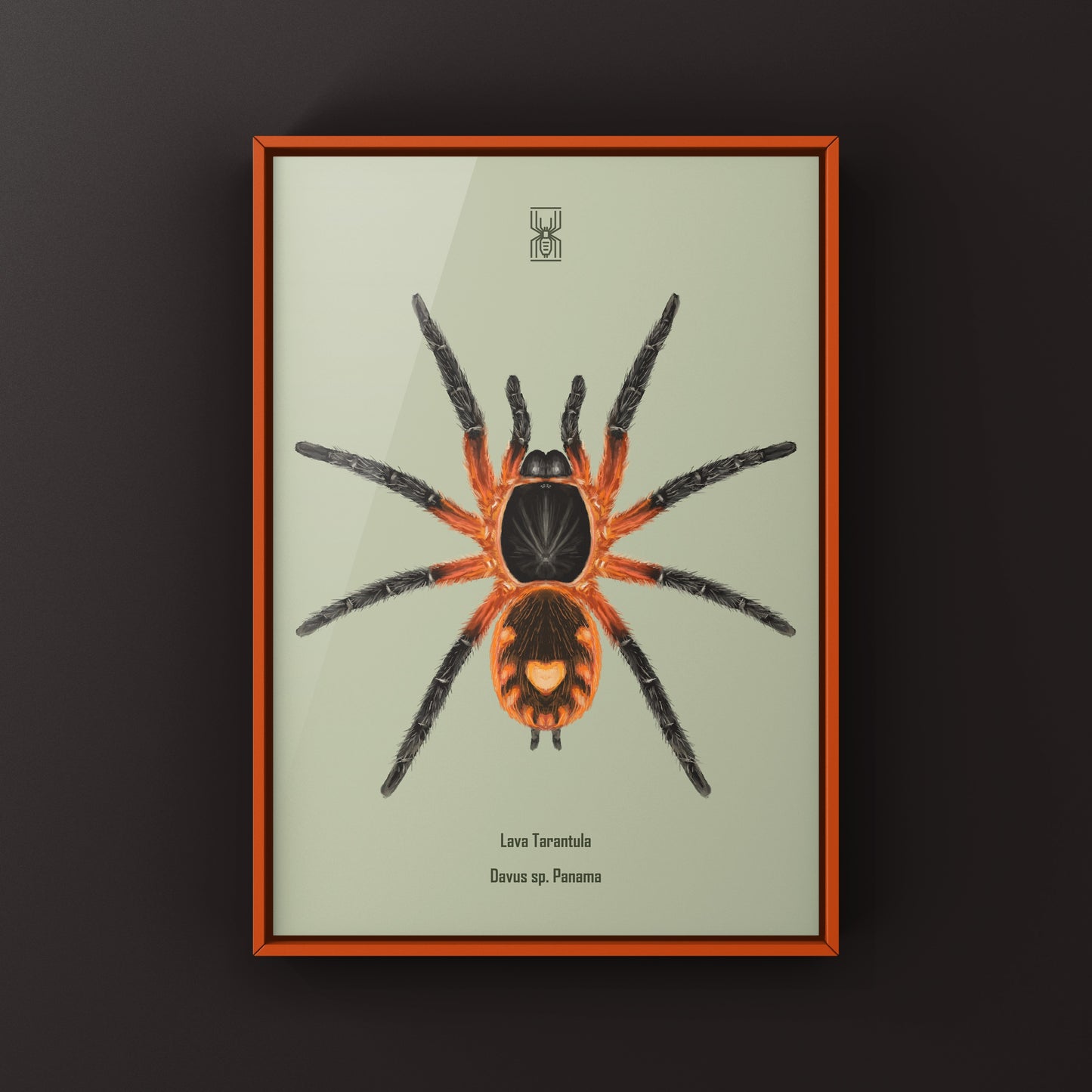 Lava Tarantula, Davus Sp Panama, Photographic Art Print from The Silk Ranch