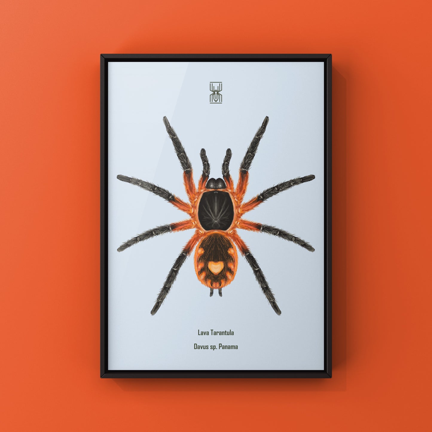 Lava Tarantula, Davus Sp Panama, Photographic Art Print from The Silk Ranch