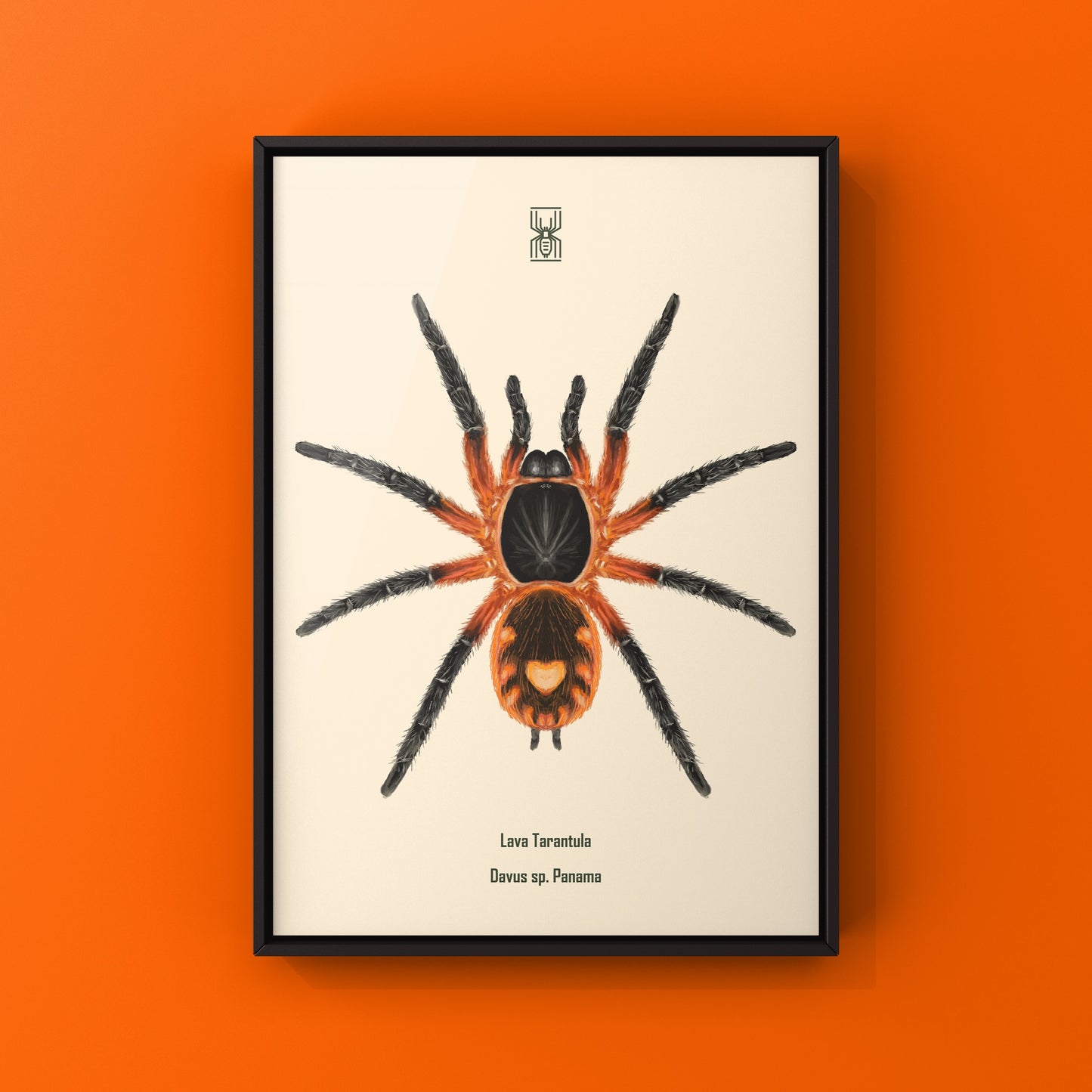 Lava Tarantula, Davus Sp Panama, Photographic Art Print from The Silk Ranch