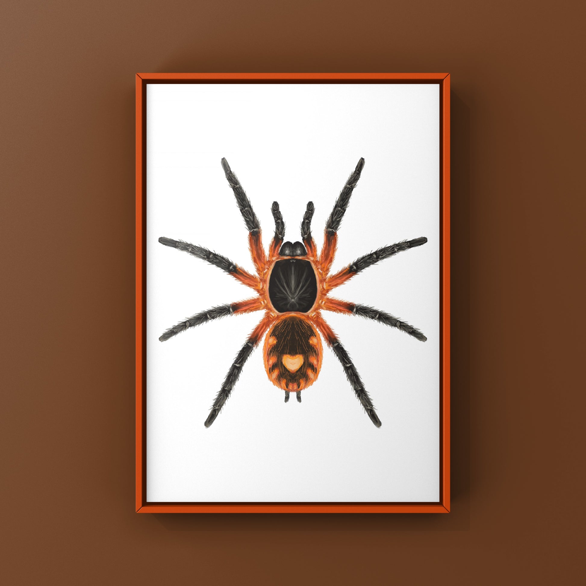 Lava Tarantula, Davus Sp Panama, Photographic Art Print from The Silk Ranch